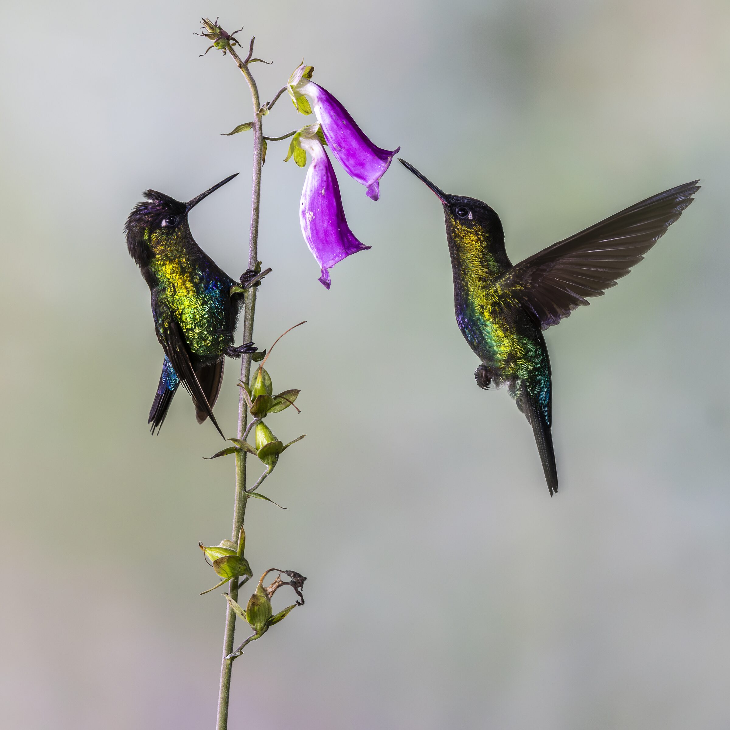 Colibríes en vuelo sobre flores