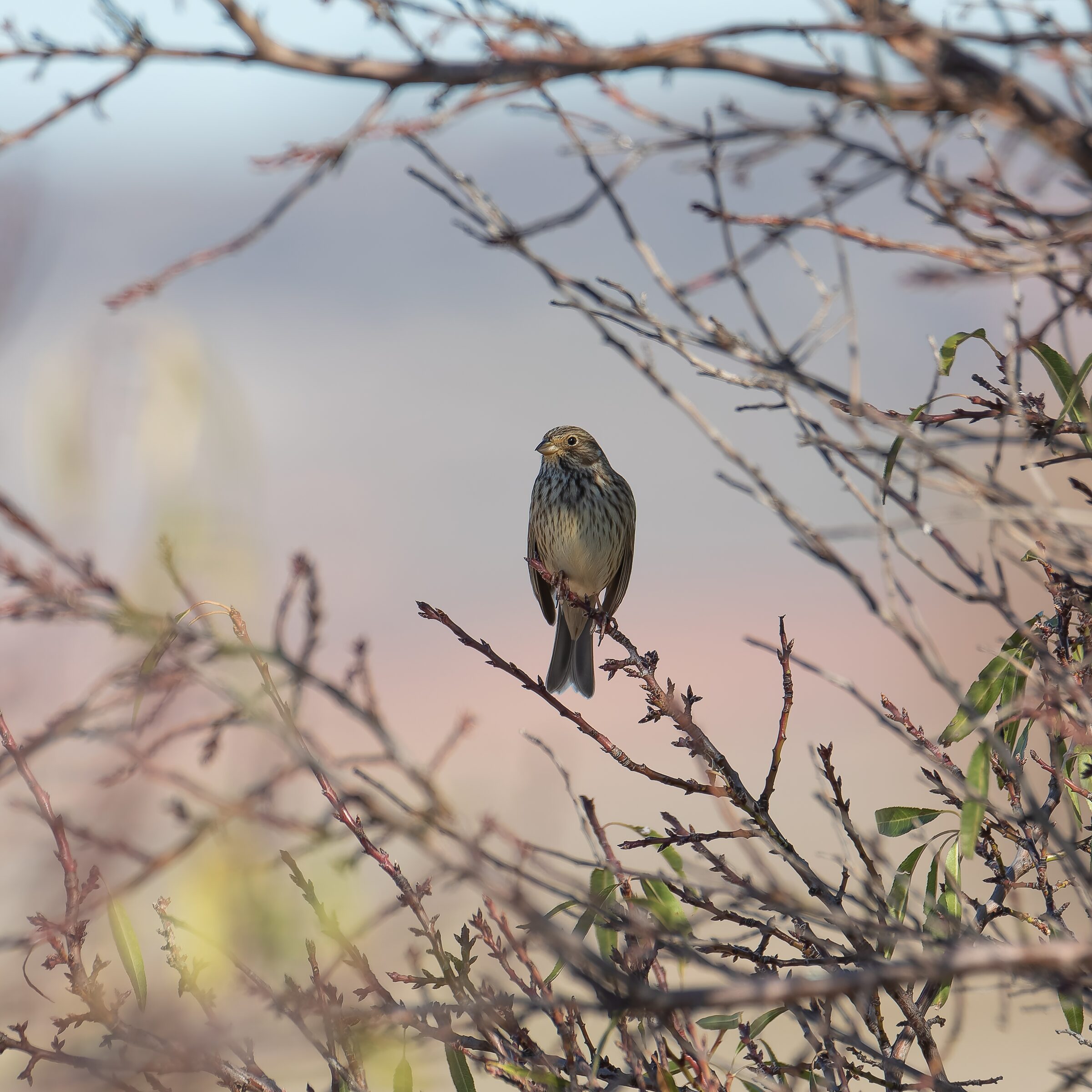 Pájaro en rama al atardecer