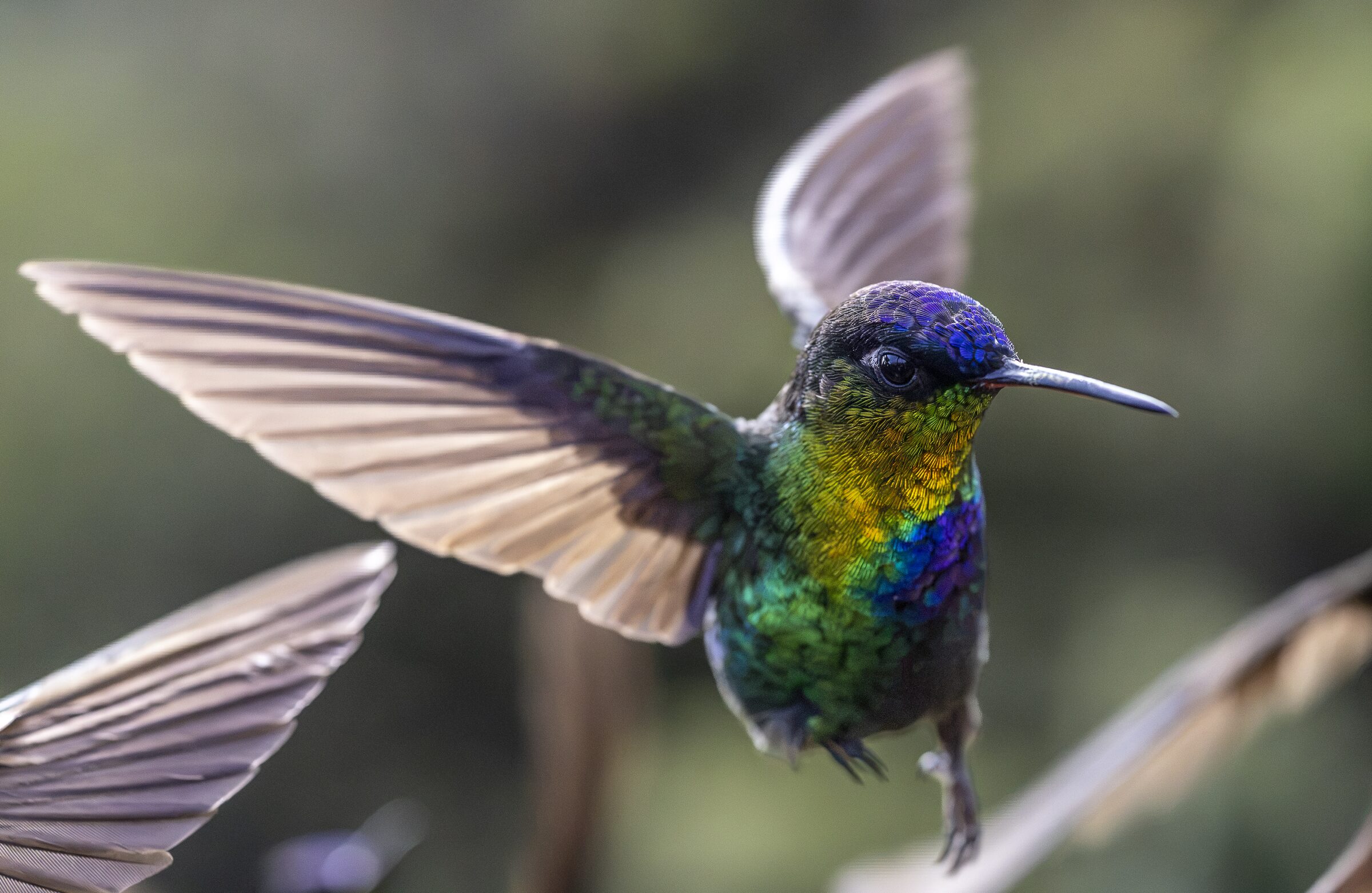 Colibrí en vuelo