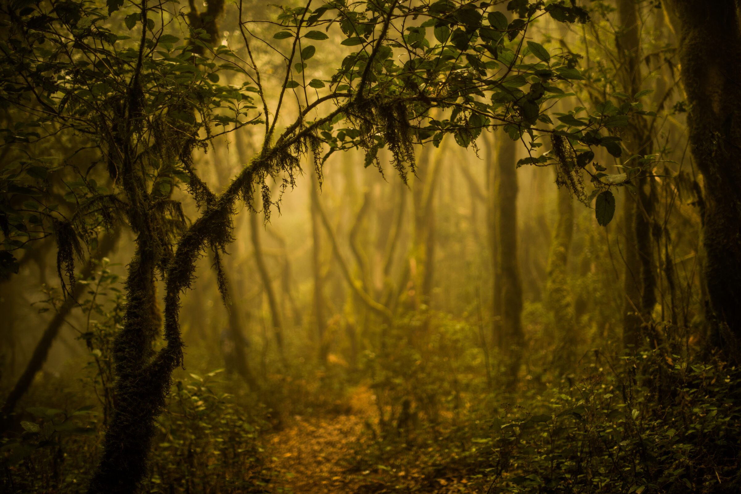 Bosque misterioso al amanecer