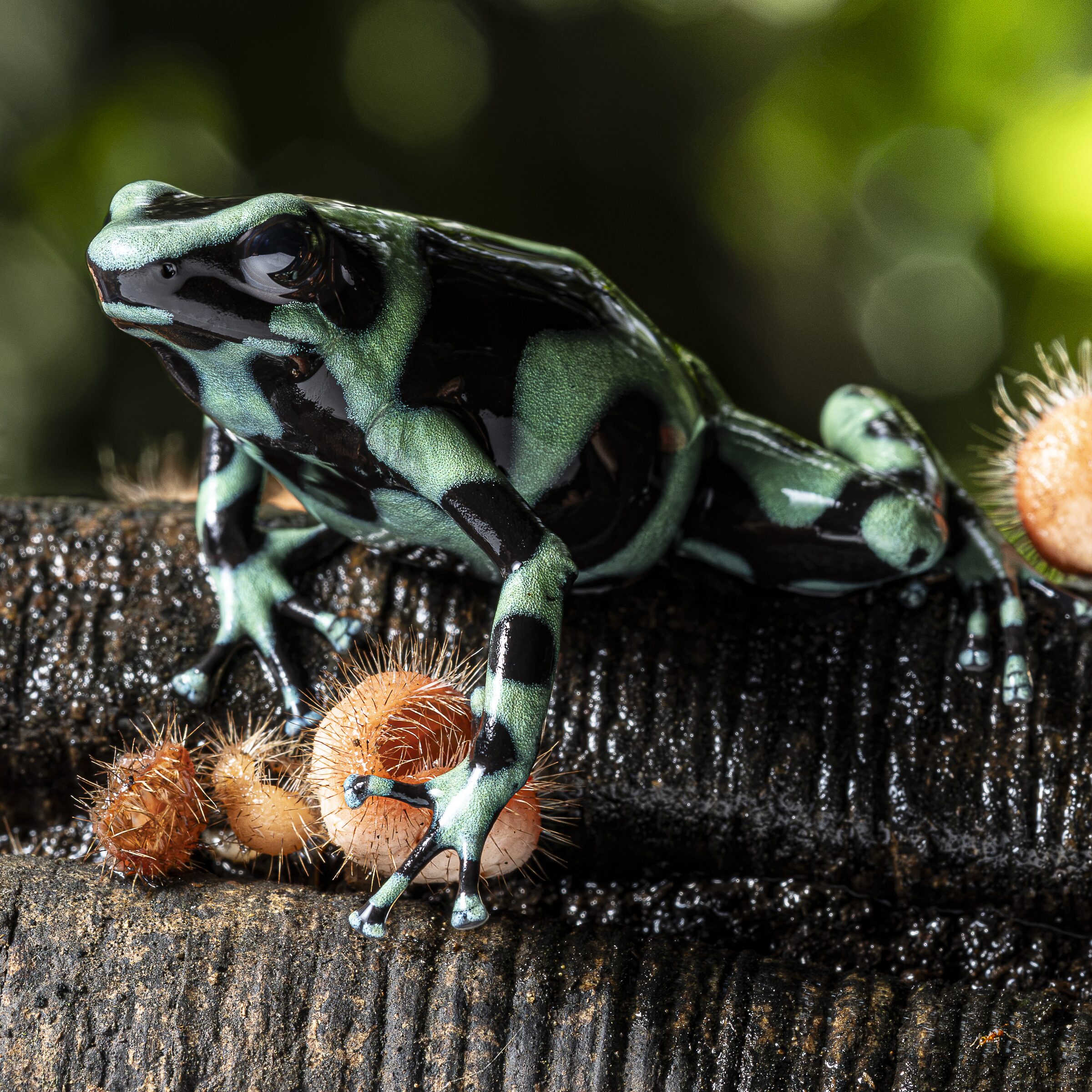 Ranas venenosas en la naturaleza