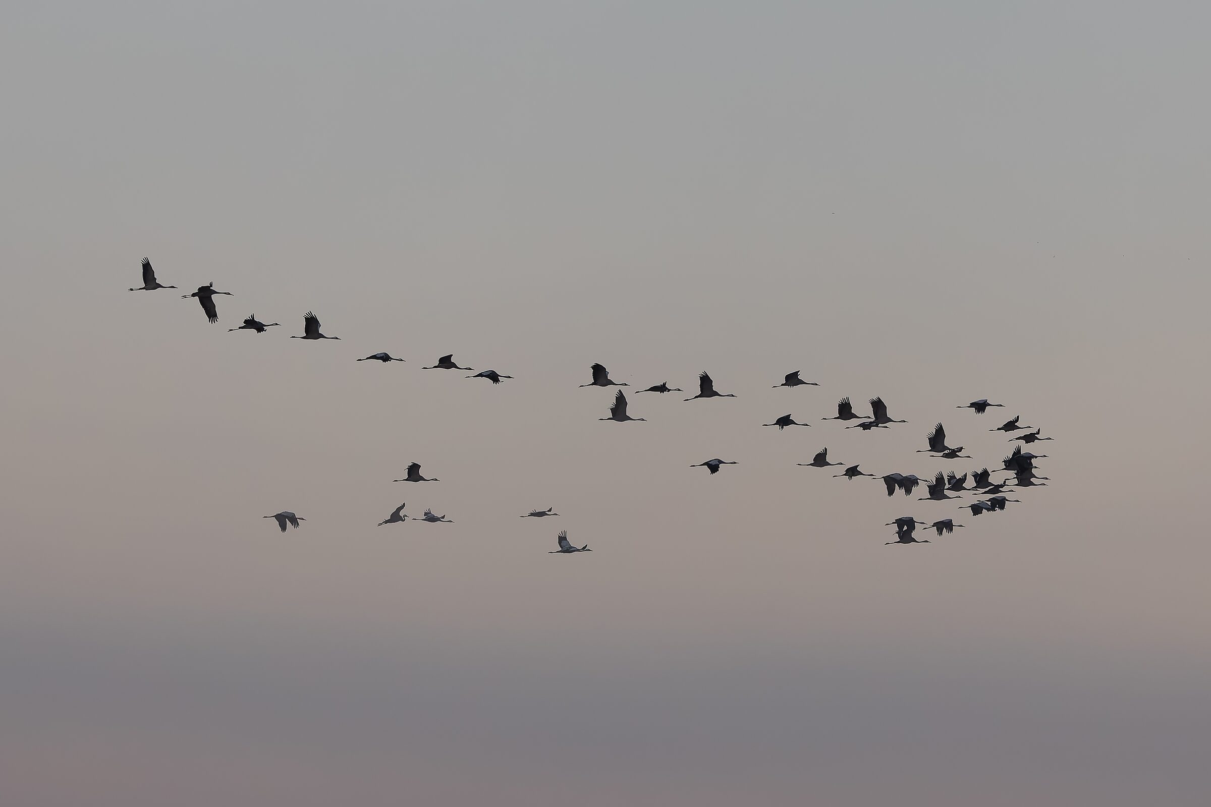 Bandada de aves en vuelo