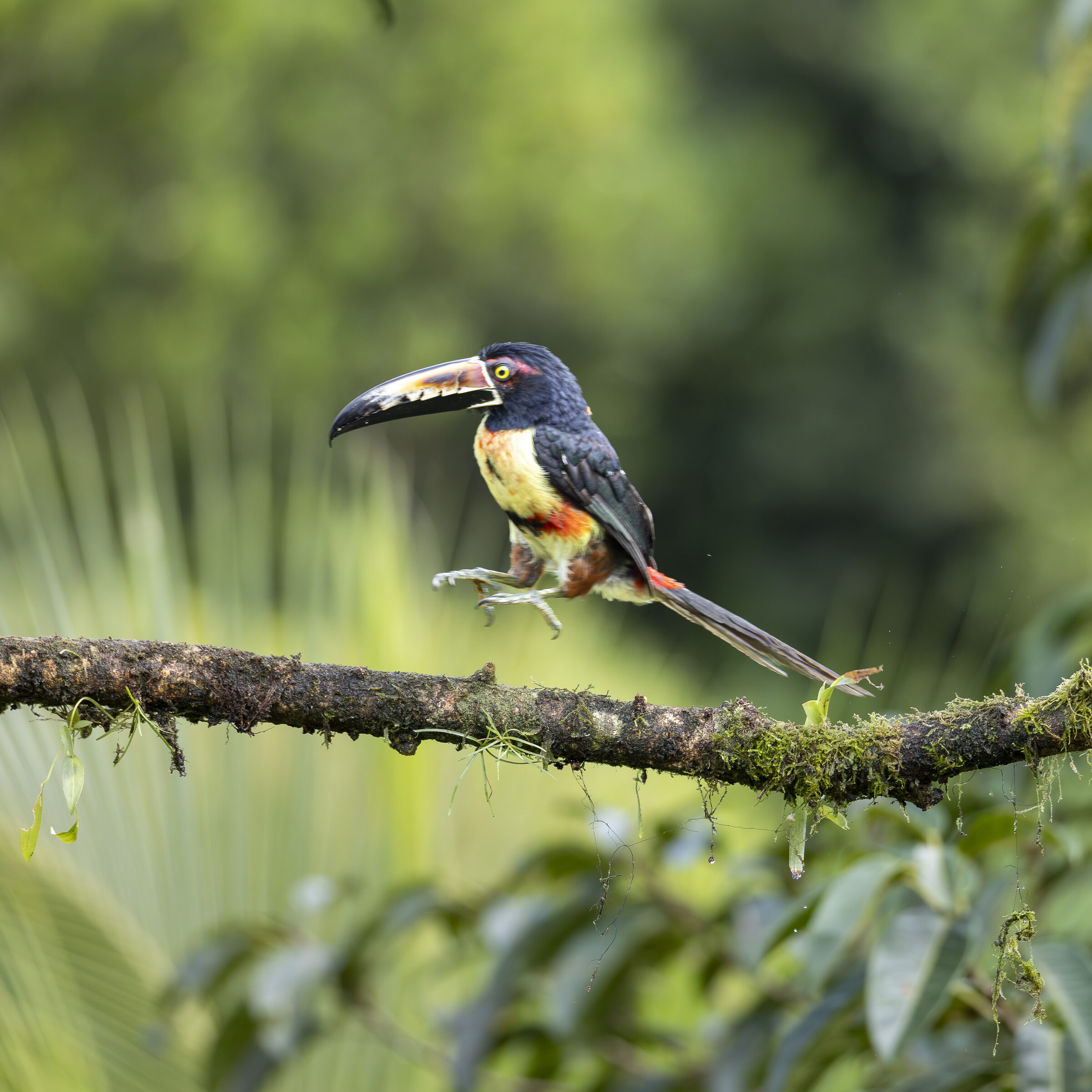 Tucán en la selva