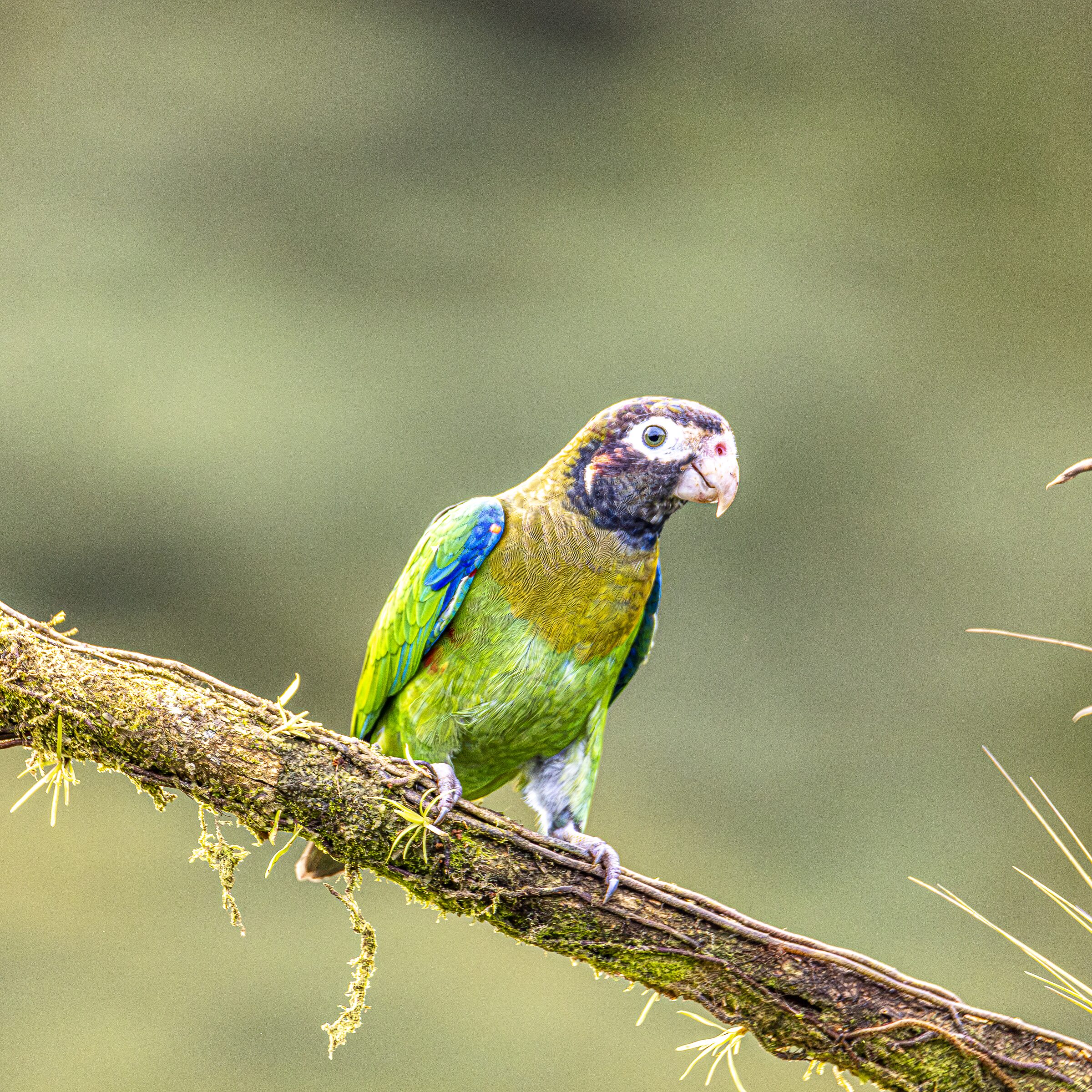 Loro en rama