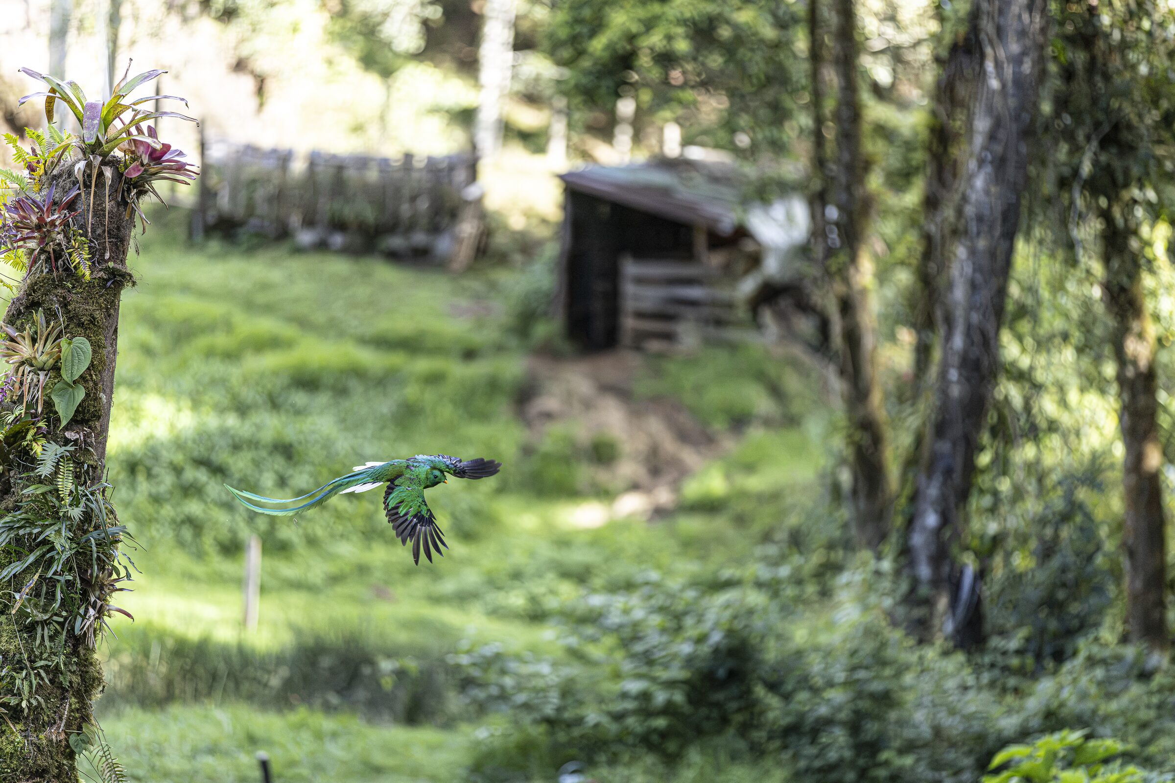 Ave en vuelo sobre bosque
