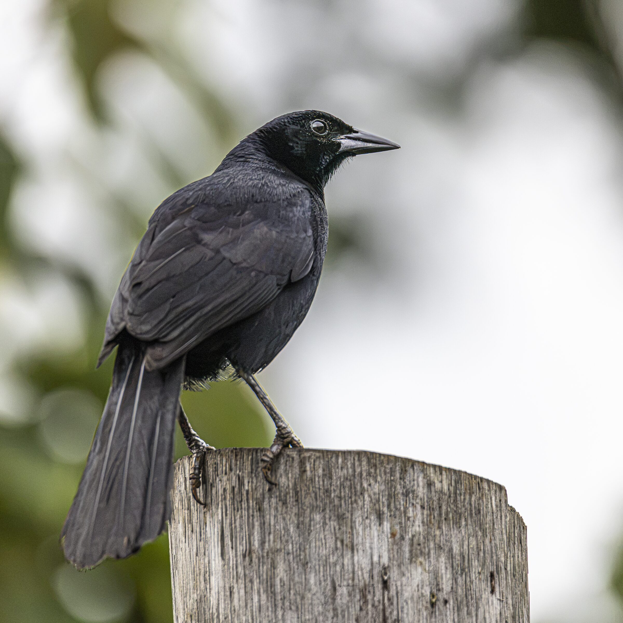 Pájaro posado en un poste
