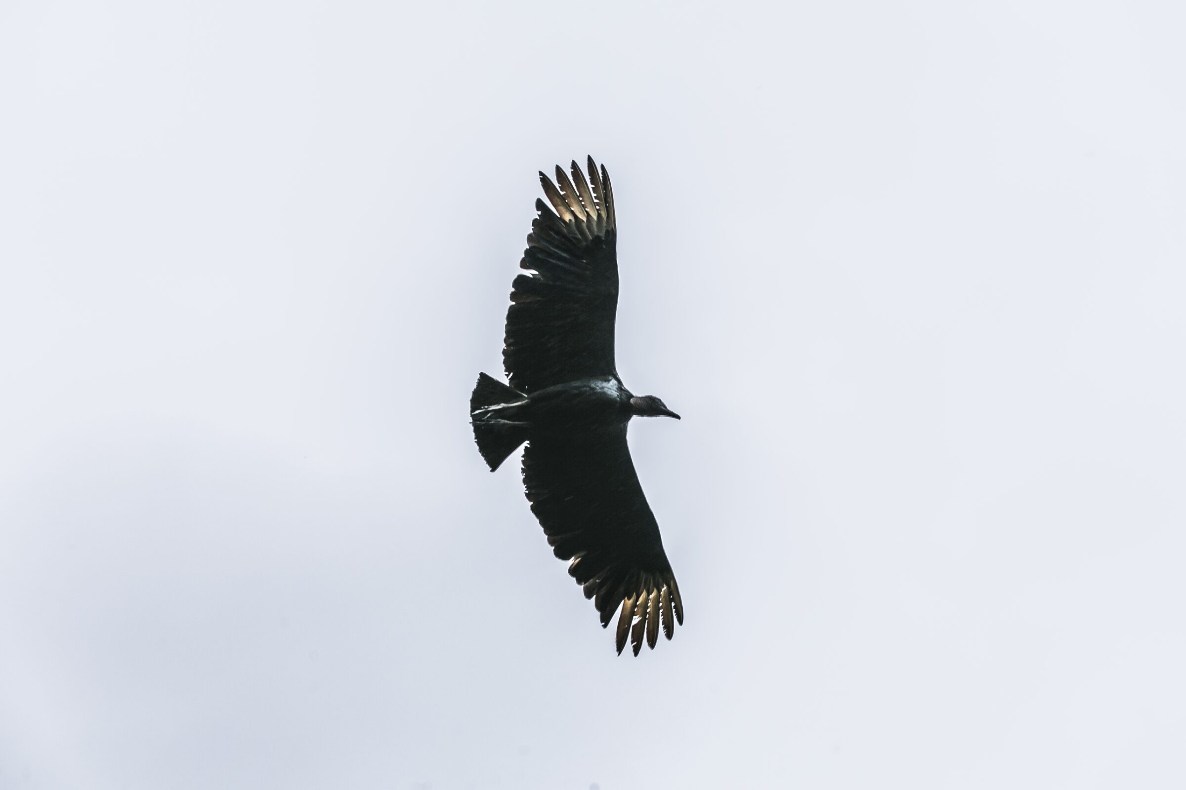 Ave volando en el cielo