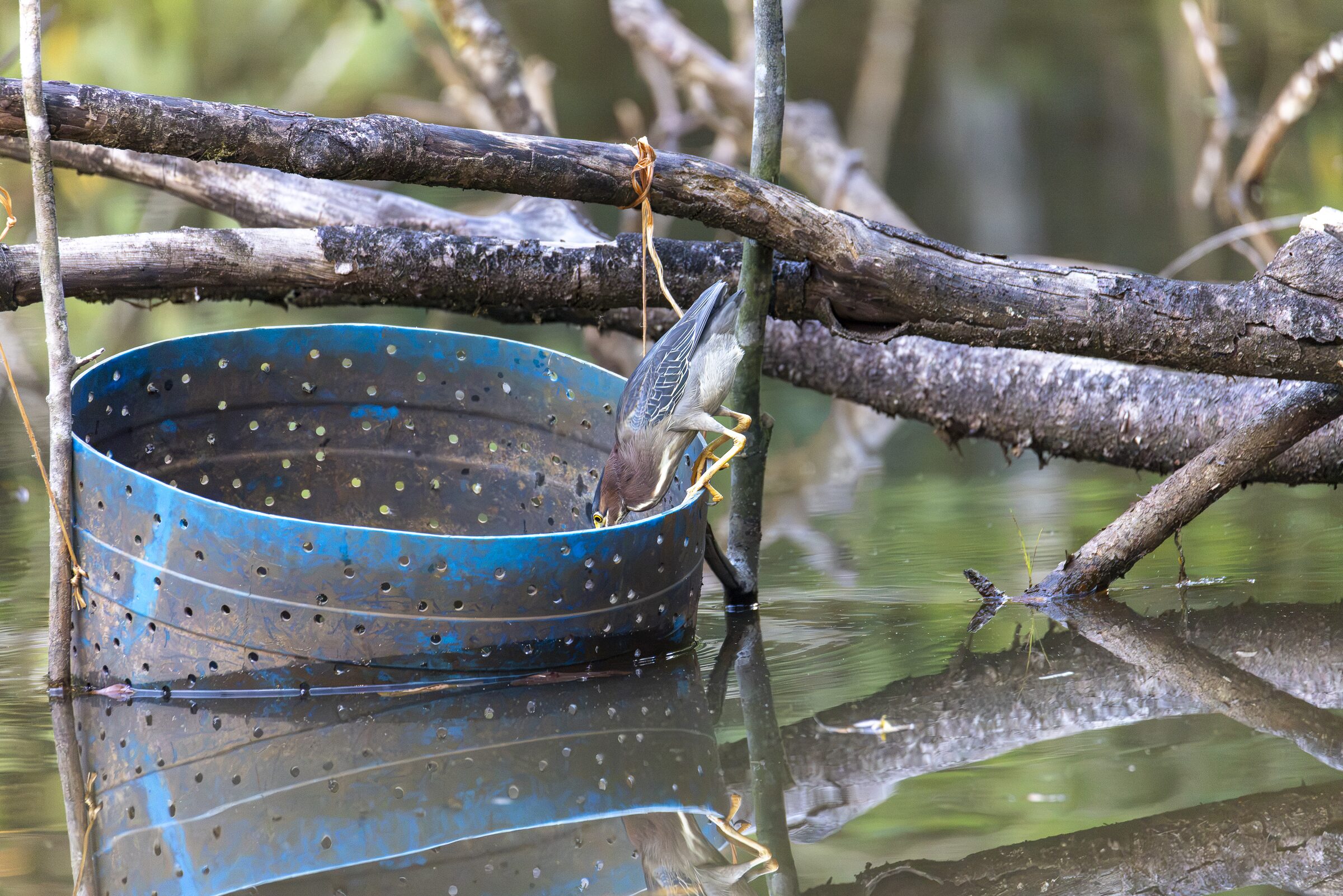 Ave bebiendo agua en recipiente
