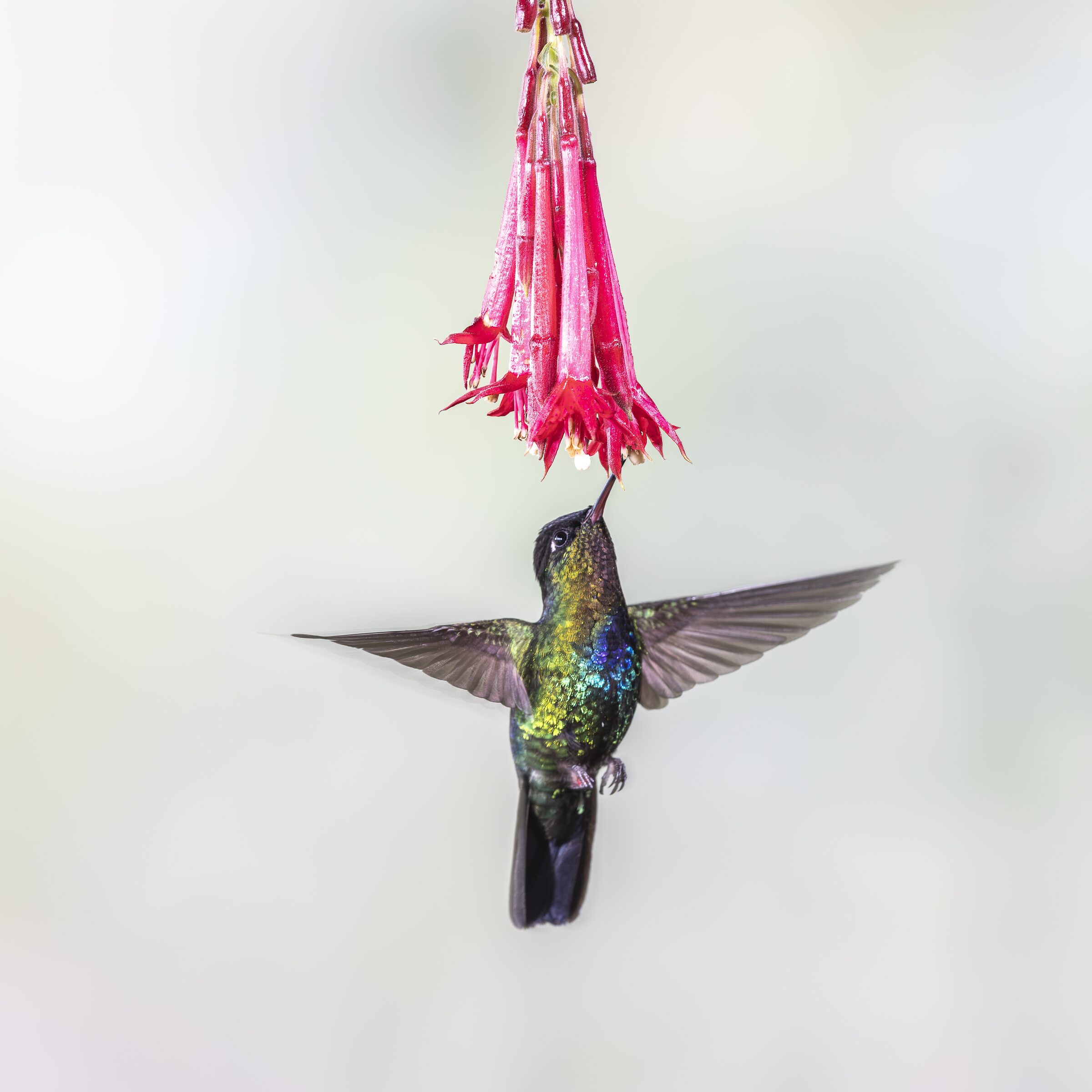 Colibrí alimentándose de una flor