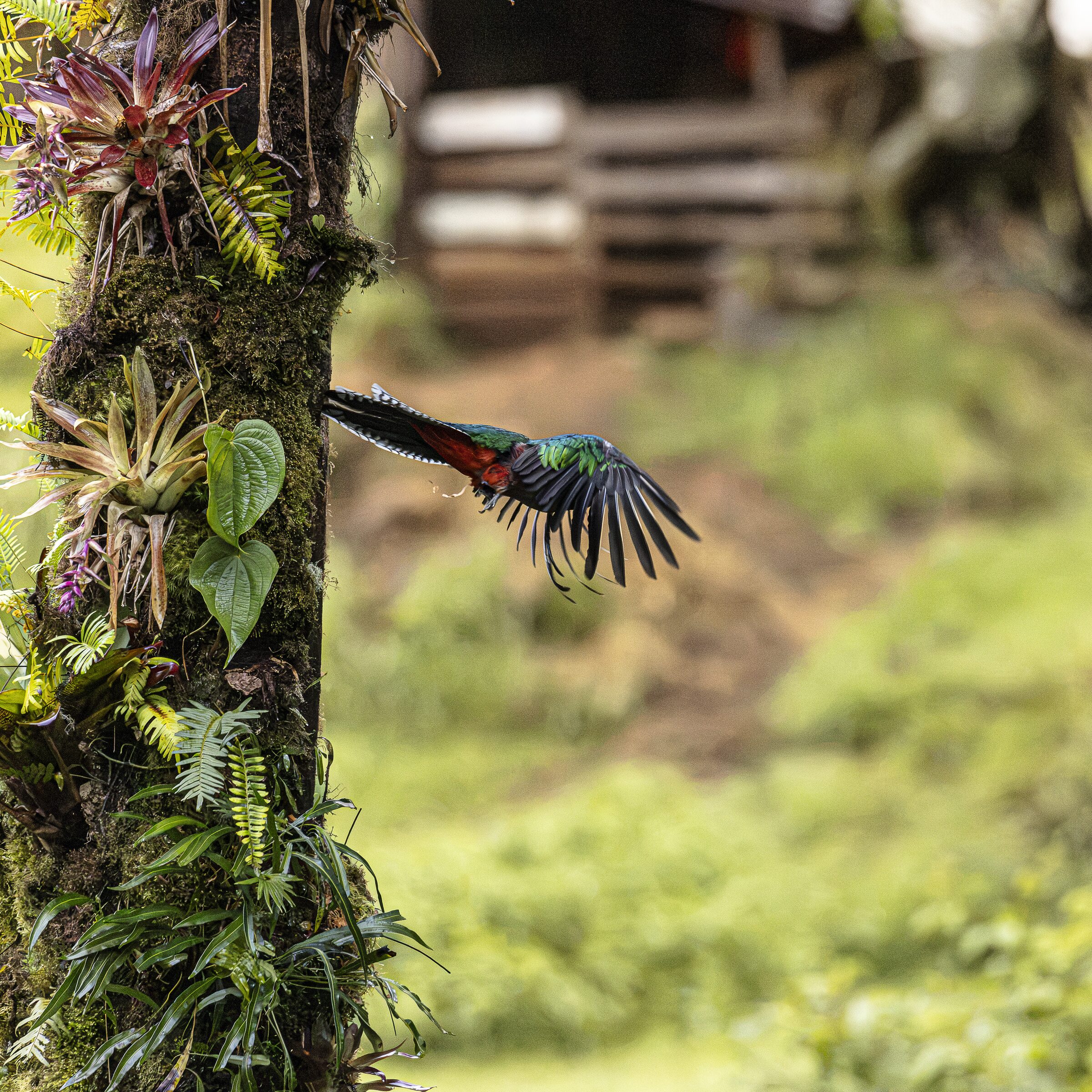 Quetzal en vuelo