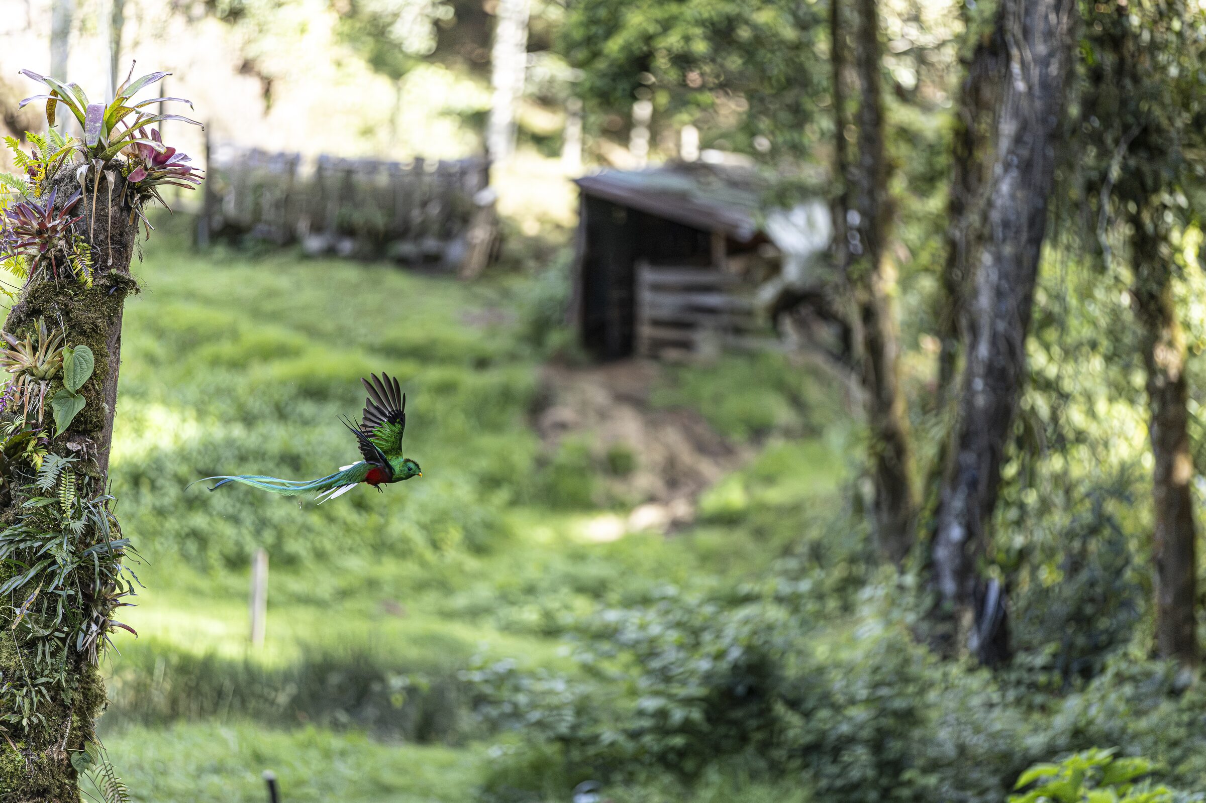 Ave en vuelo