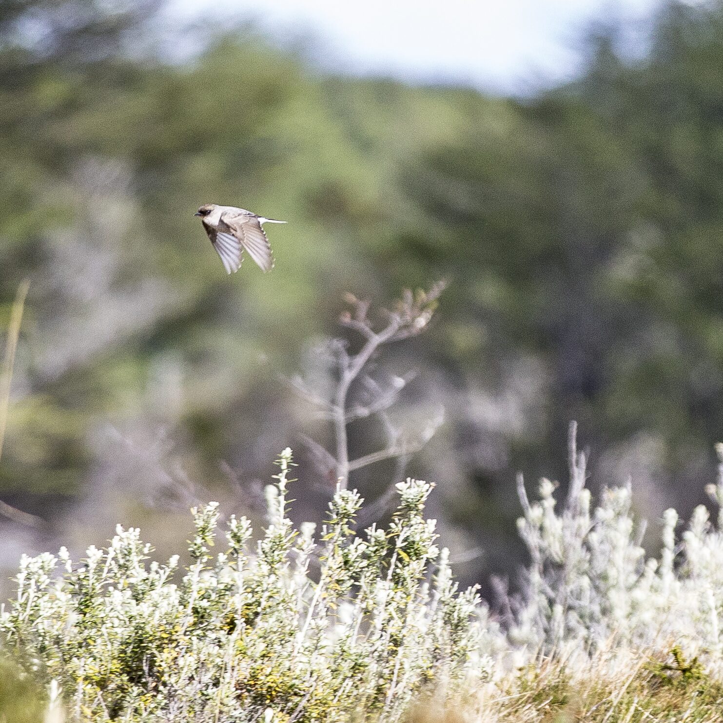 Pájaro en vuelo sobre arbustos