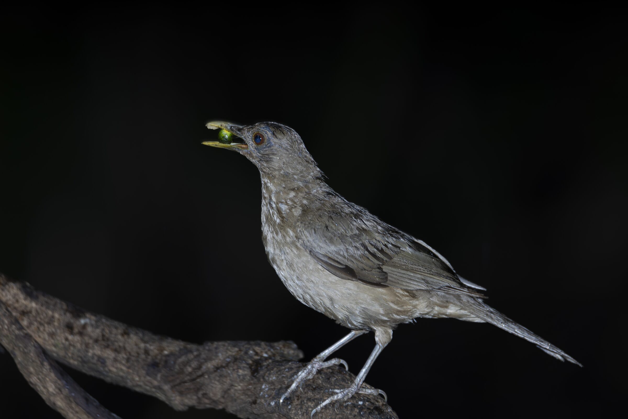 Pájaro nocturno con insecto