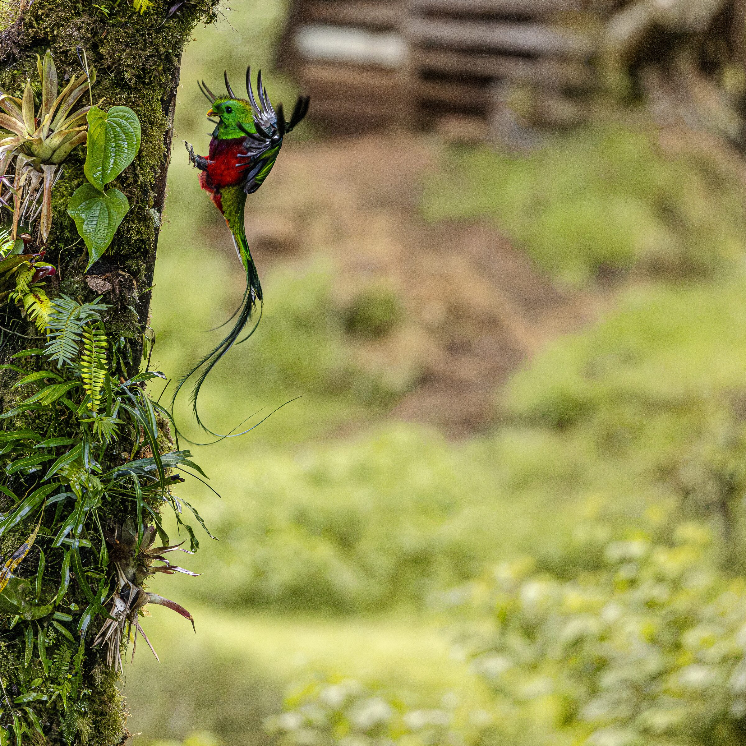 Quetzal en su hábitat natural