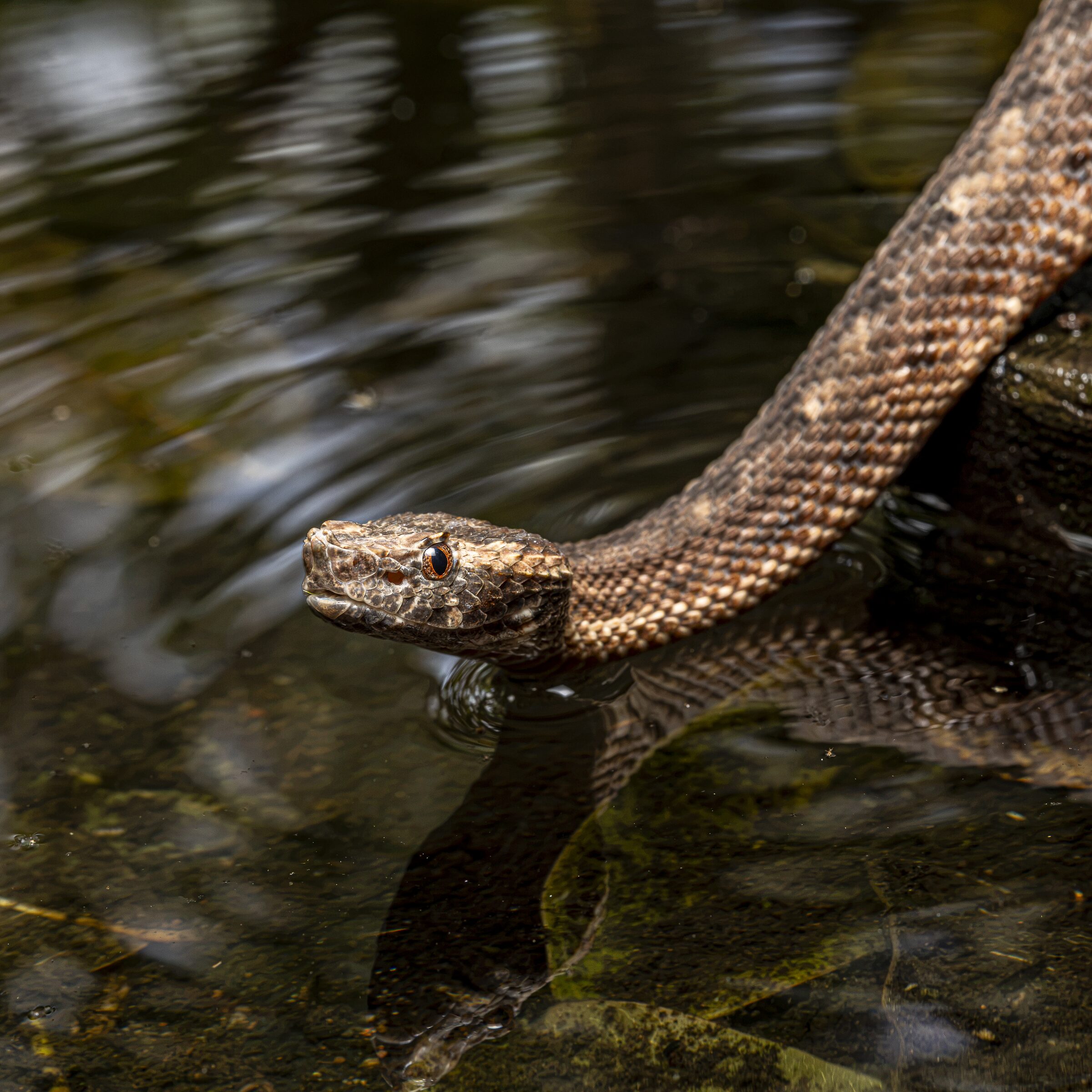 Serpiente en Aguas Tranquilas