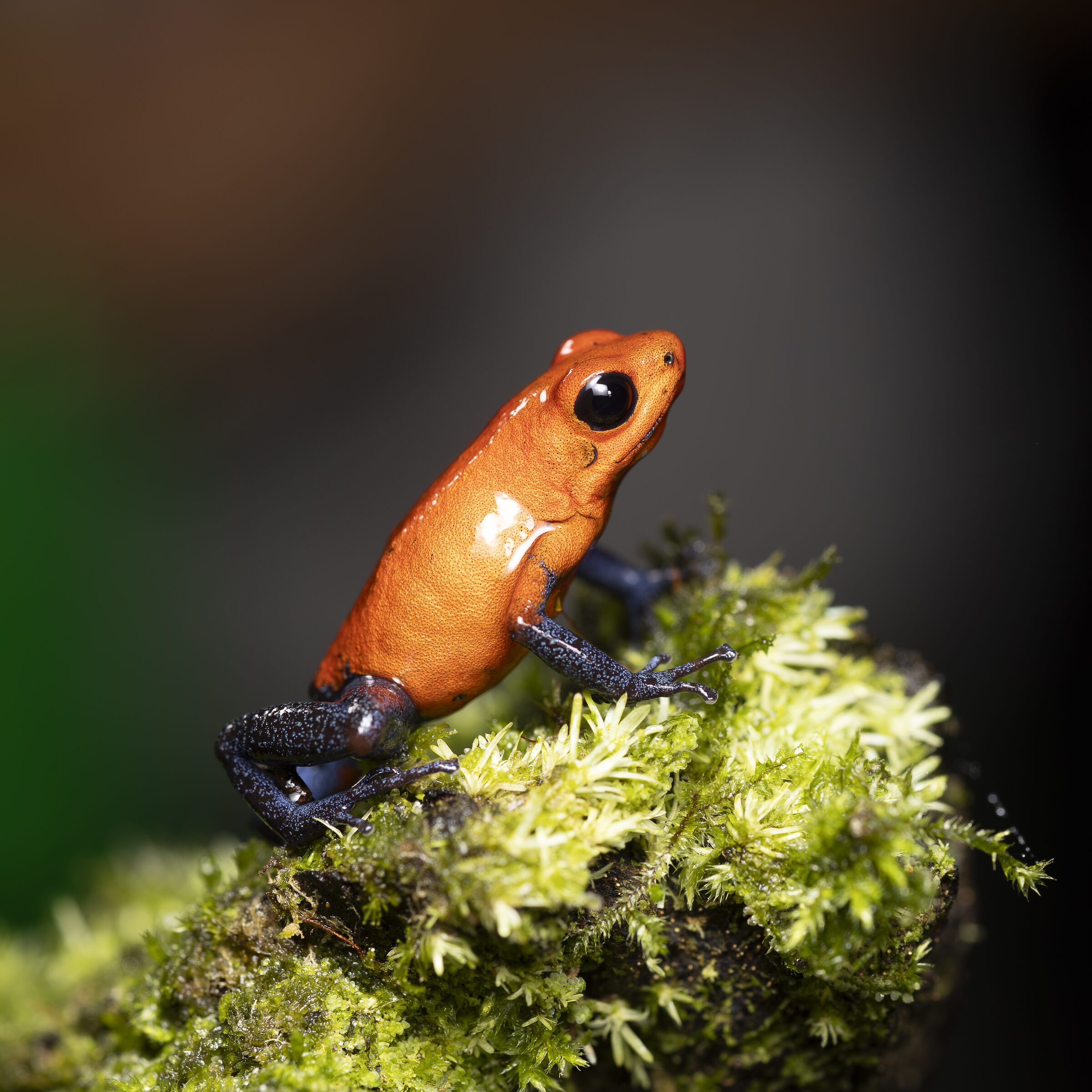 Rana de colores