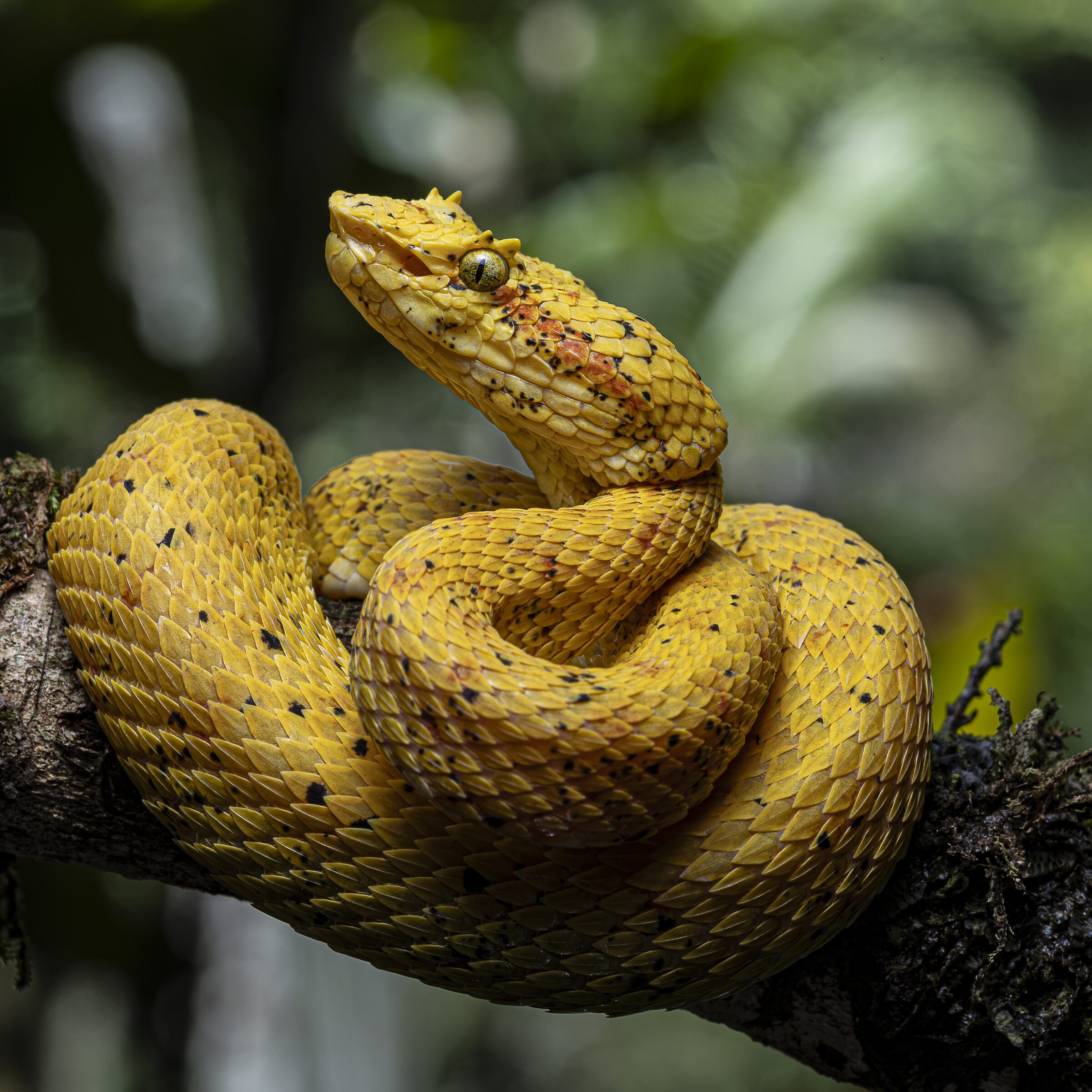 Serpiente amarilla en la naturaleza