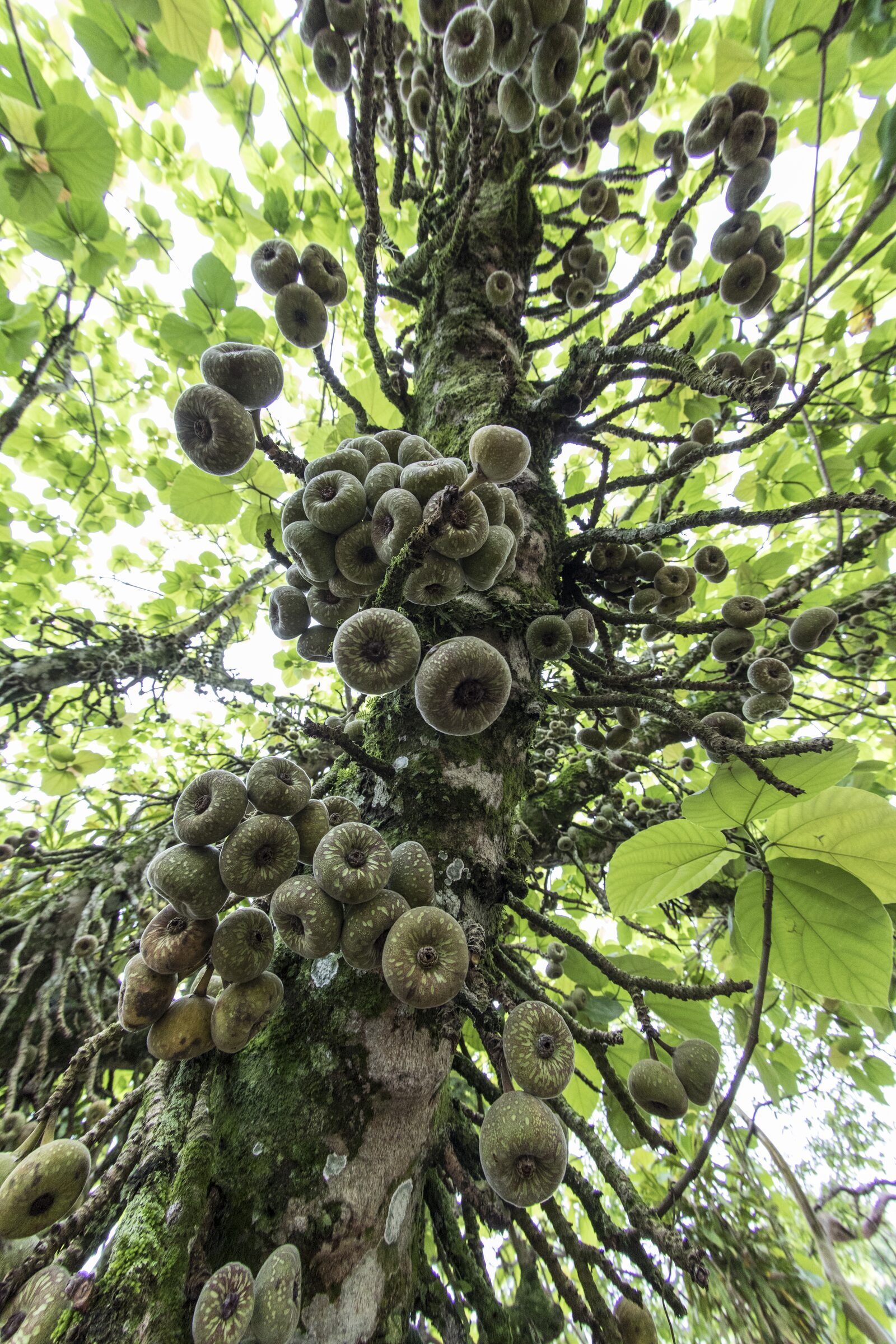 Frutos Exóticos en Árbol Tropical