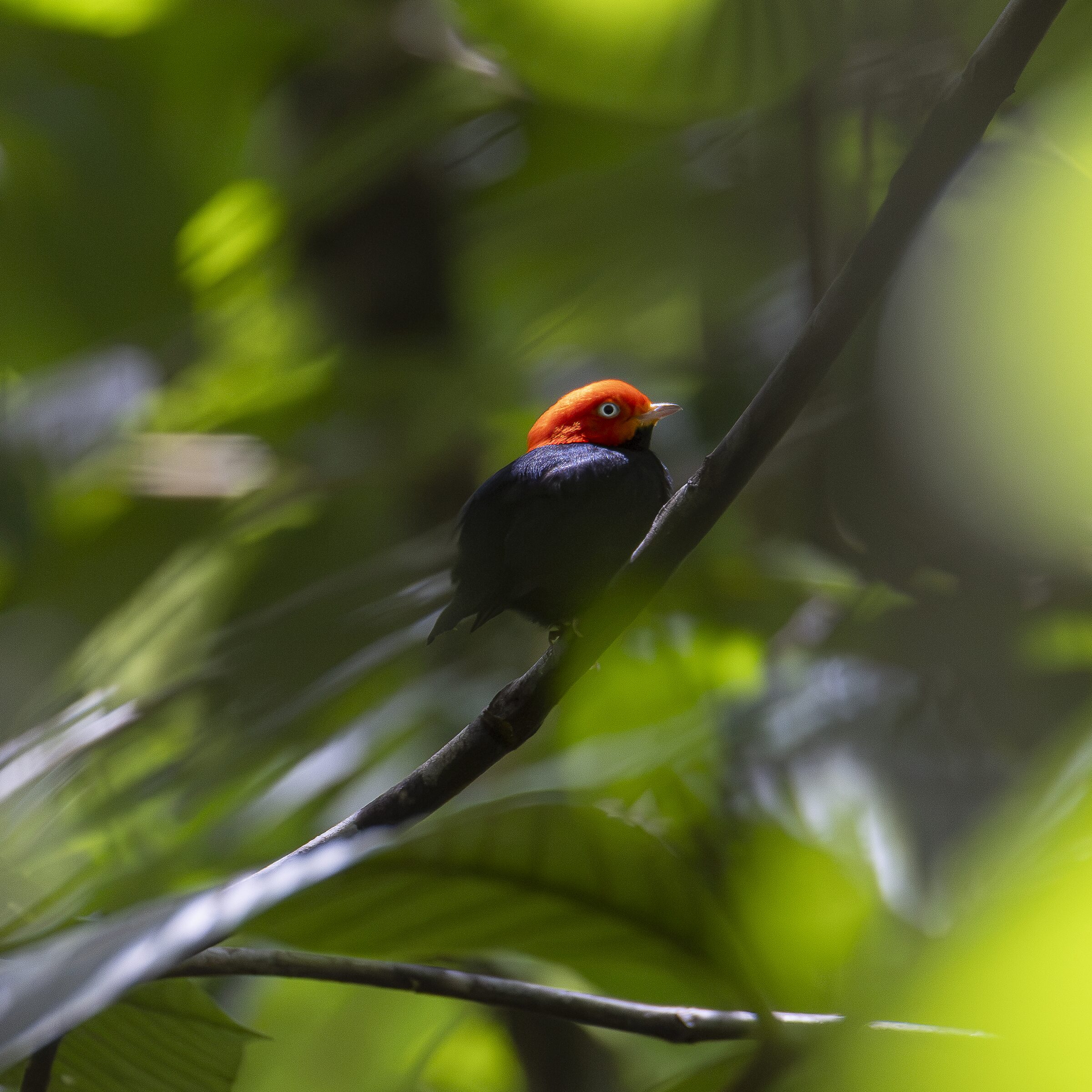 Ave exótica en la naturaleza