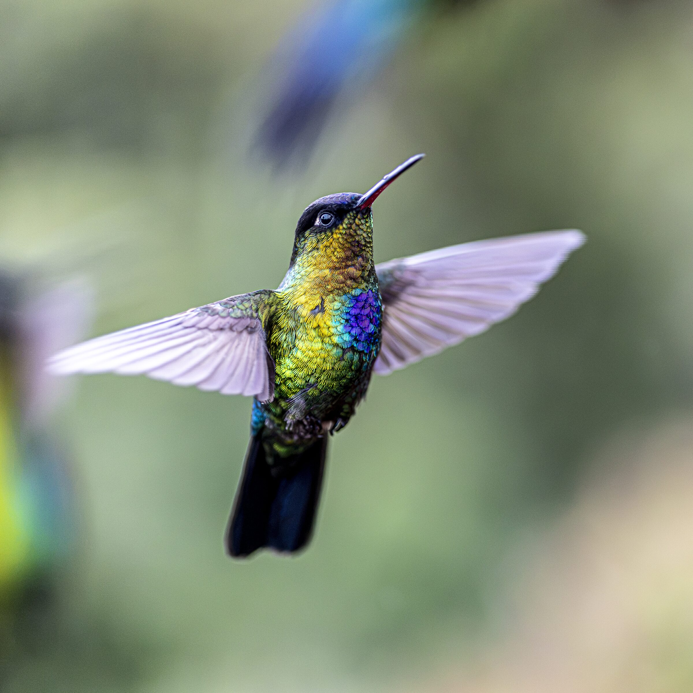 Colibrí en vuelo