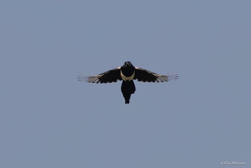 Urraca en vuelo
