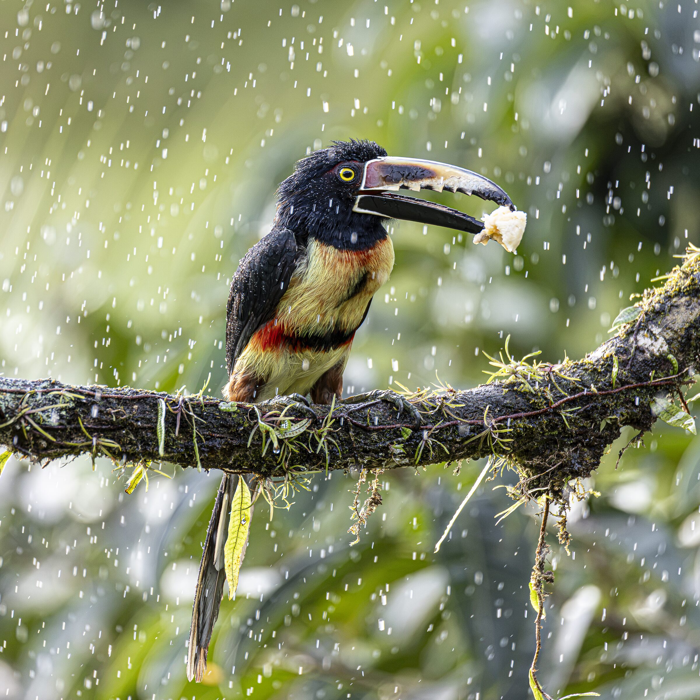 Tucán en la lluvia