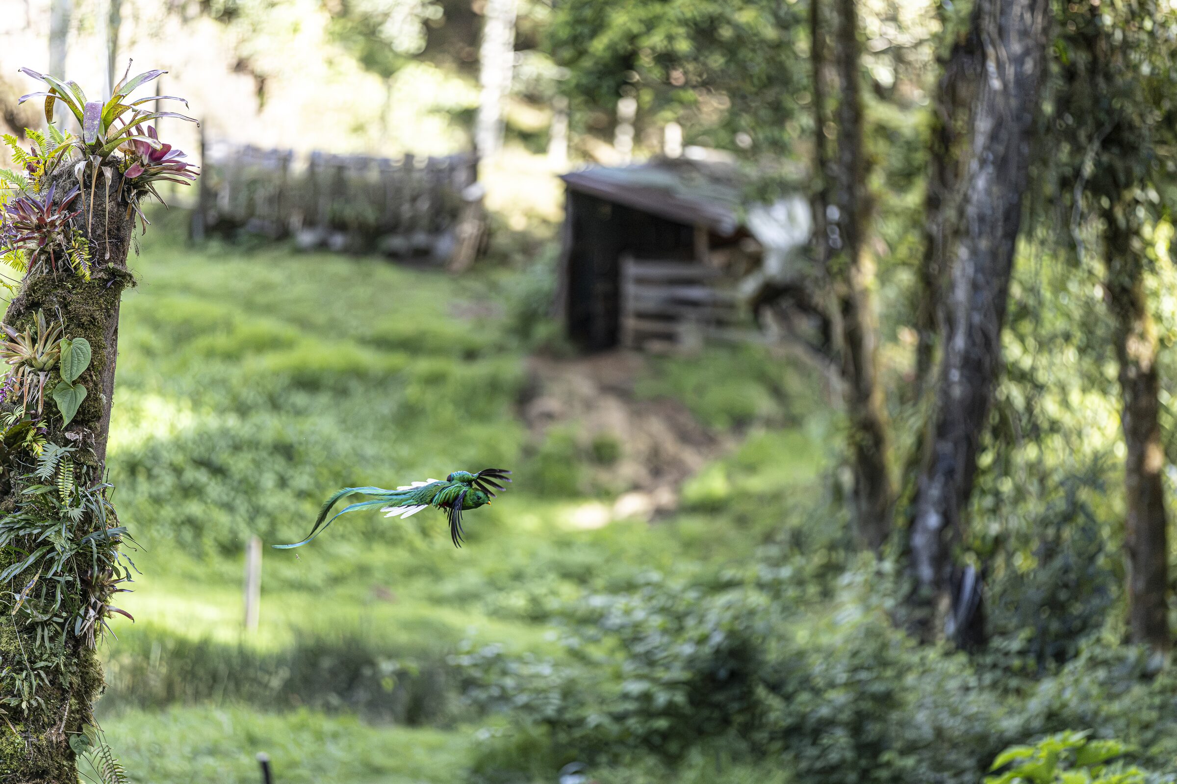Ave en vuelo sobre cabaña