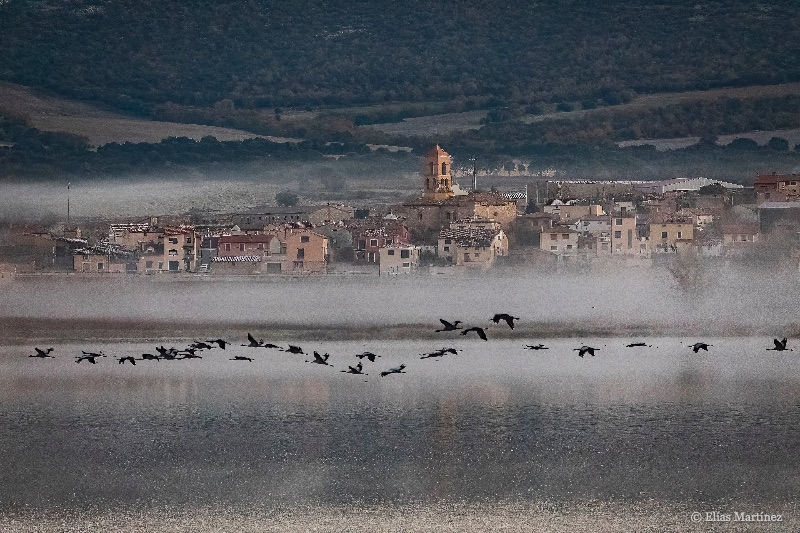 Grullas en Gallocanta