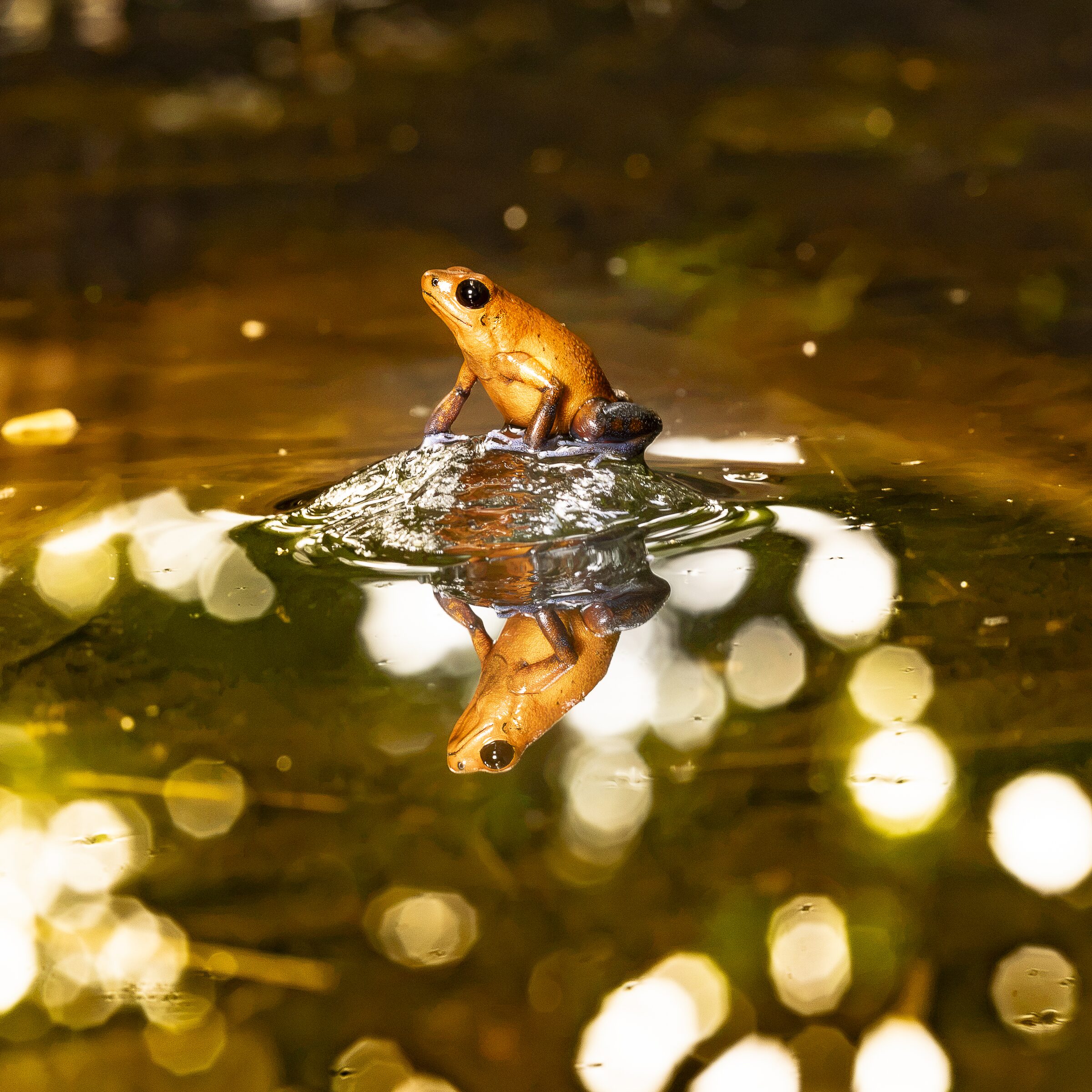 Rana en el Agua