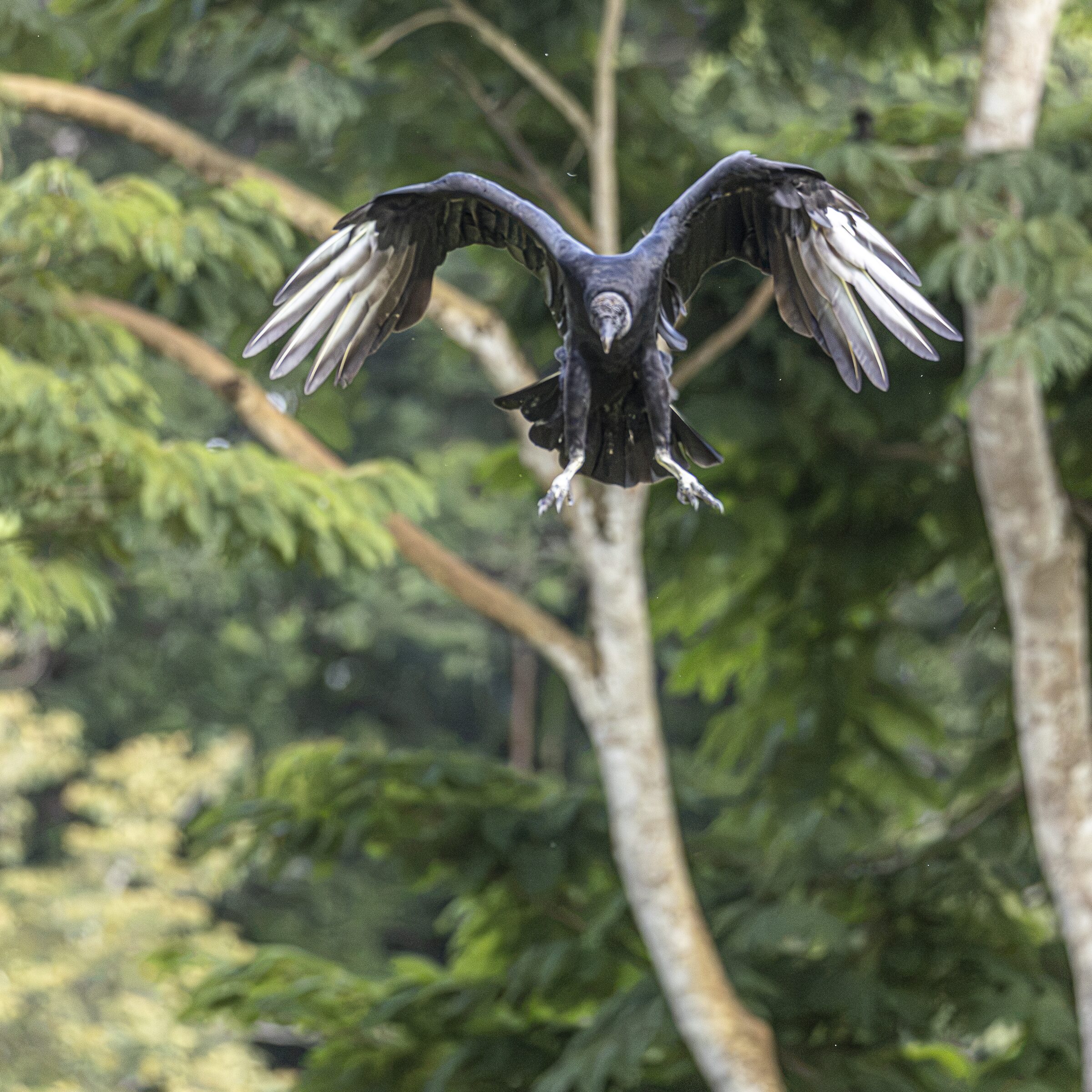 Águila en vuelo