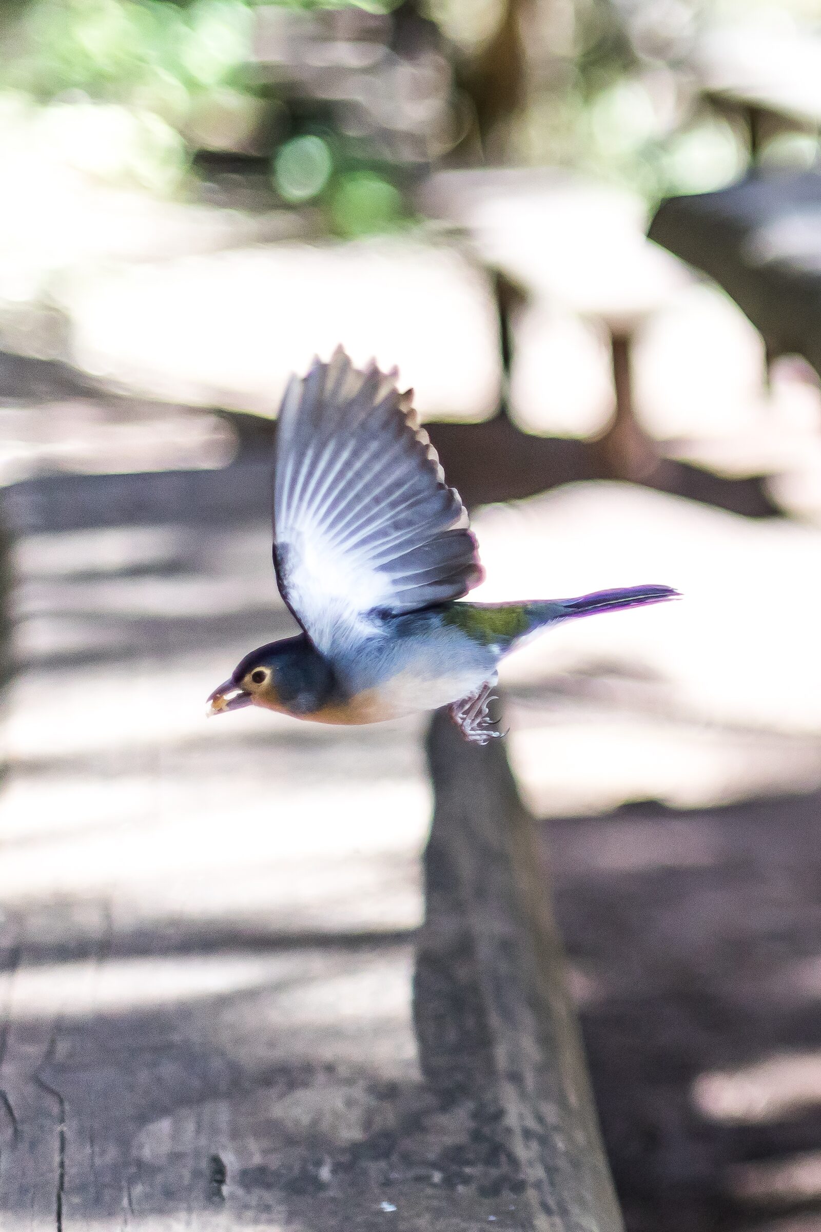 Pájaro en vuelo sobre madera