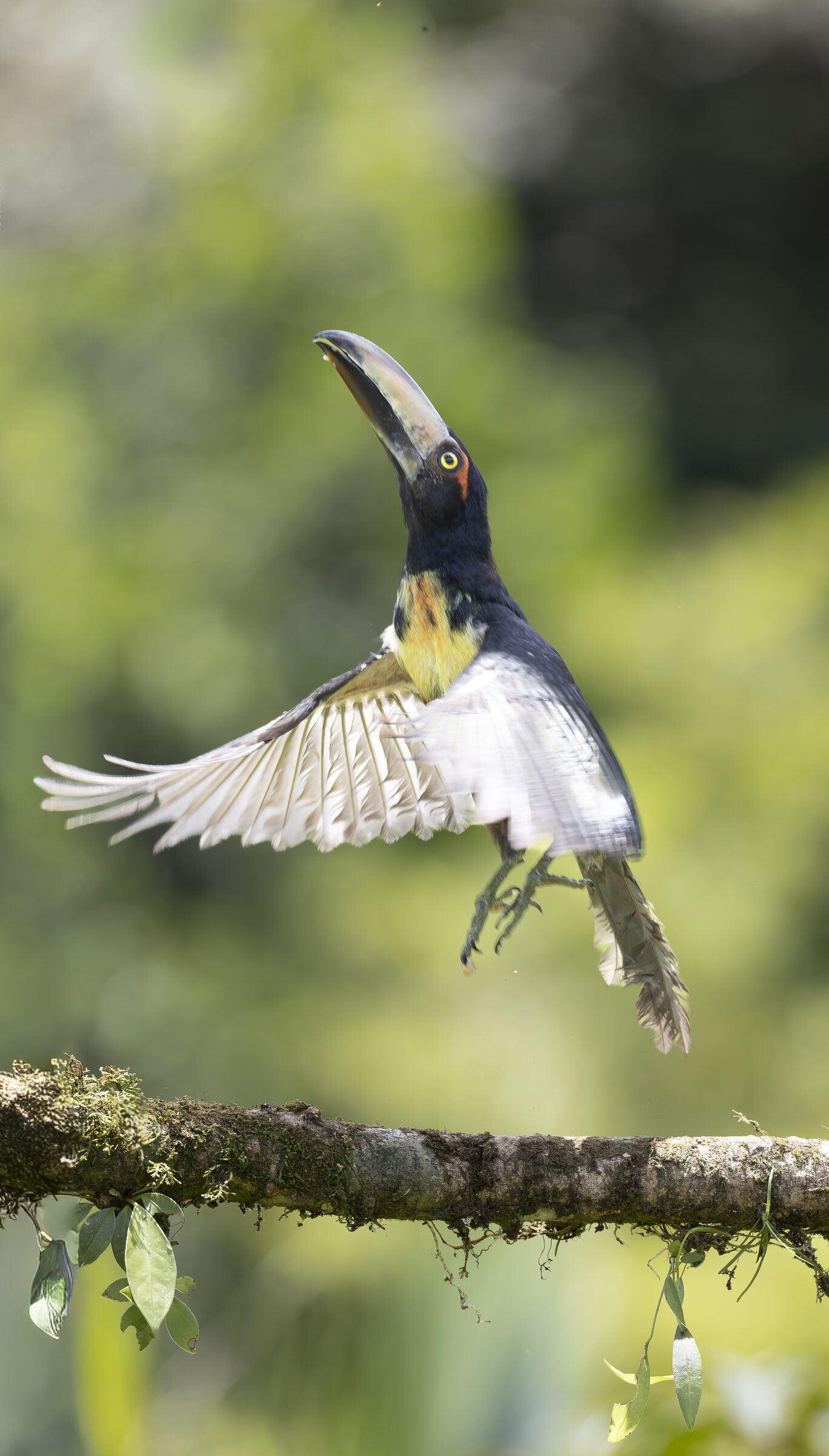 Tucán en vuelo