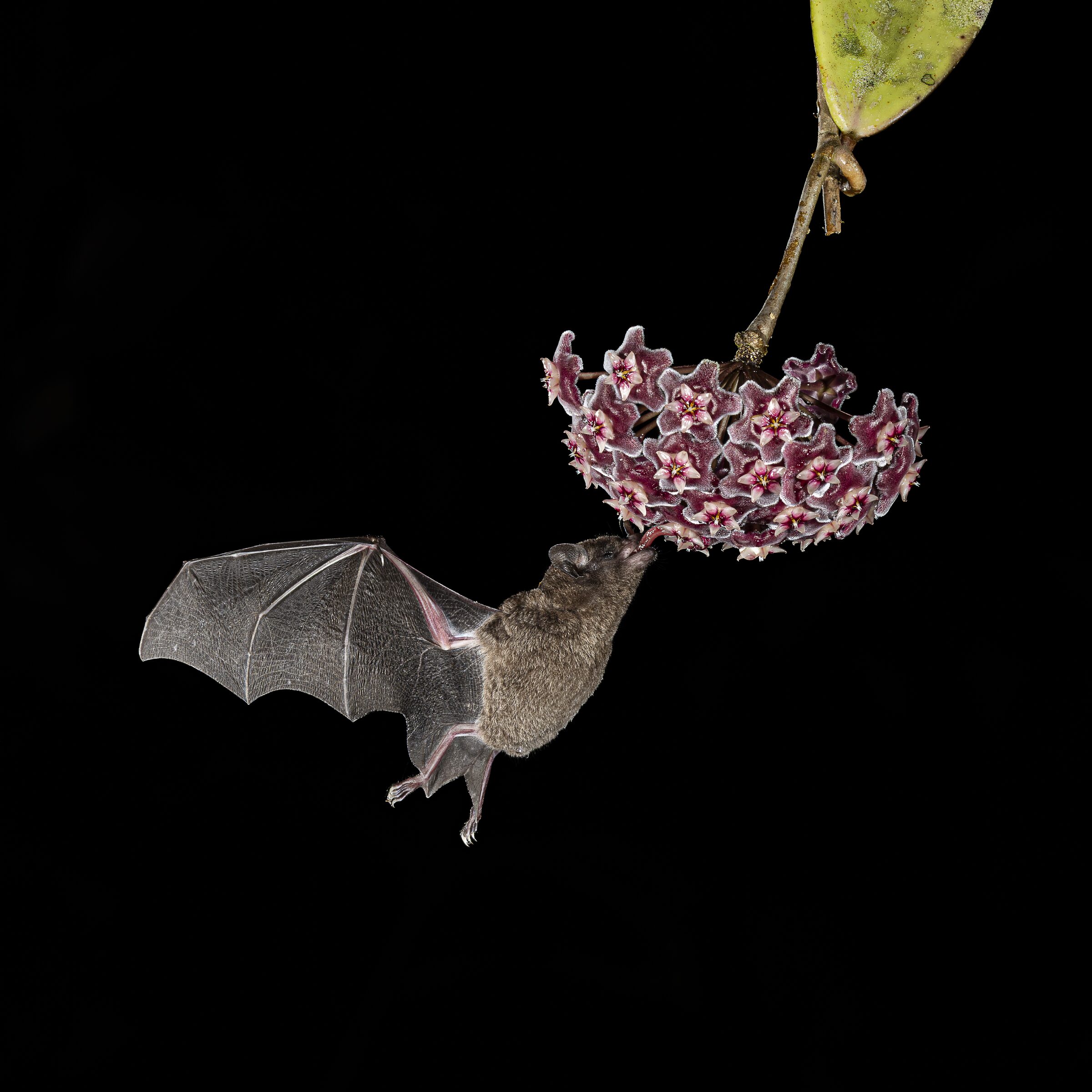 Murciélago alimentándose de una flor
