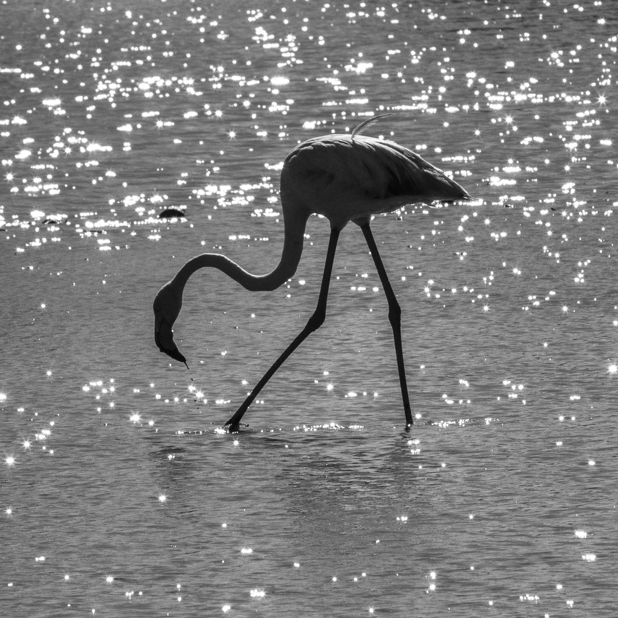 Flamenco en aguas tranquilas