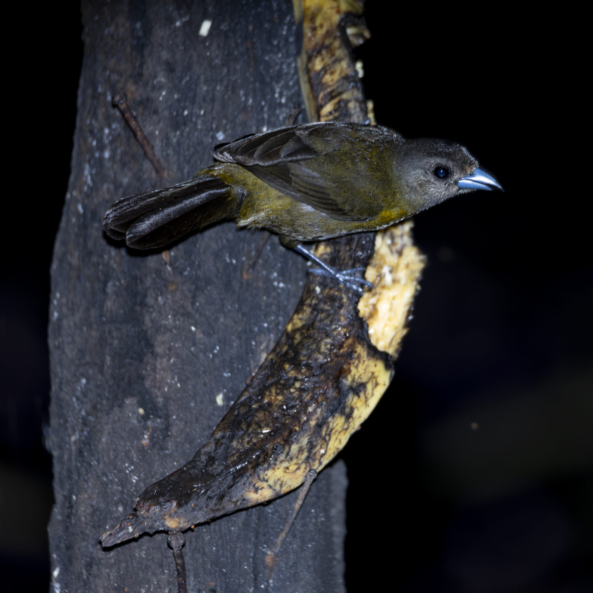 Pájaro nocturno en un árbol