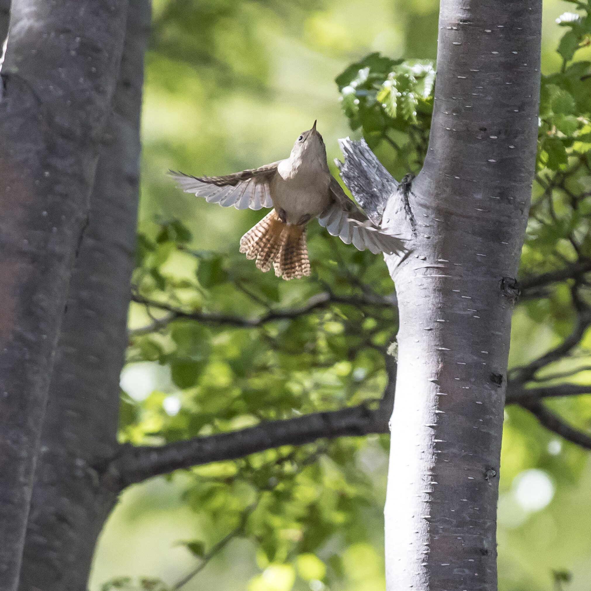 Ave en vuelo entre árboles