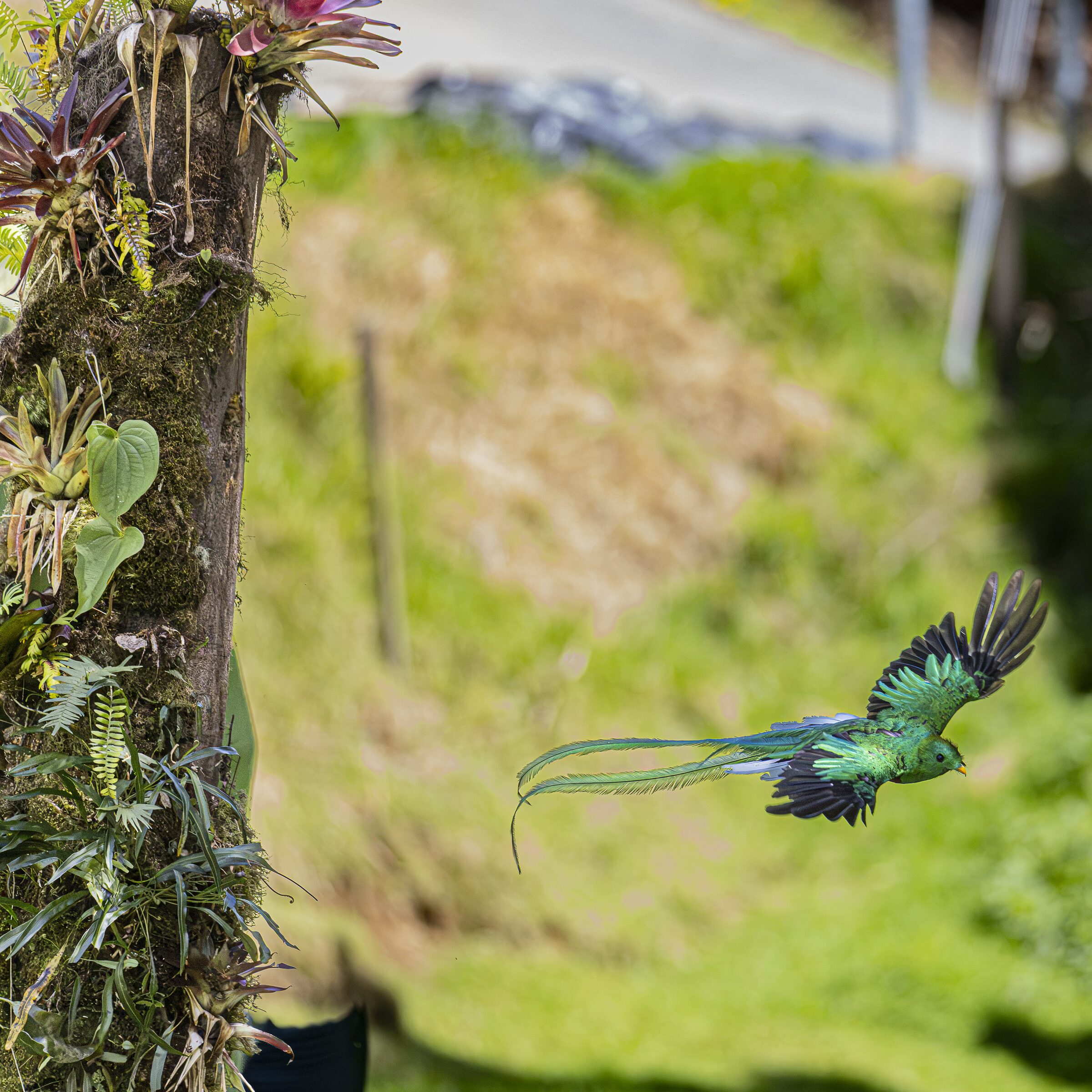 Pájaro en vuelo sobre vegetación