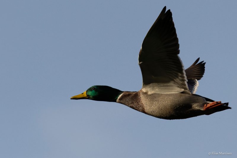 Azulón en vuelo