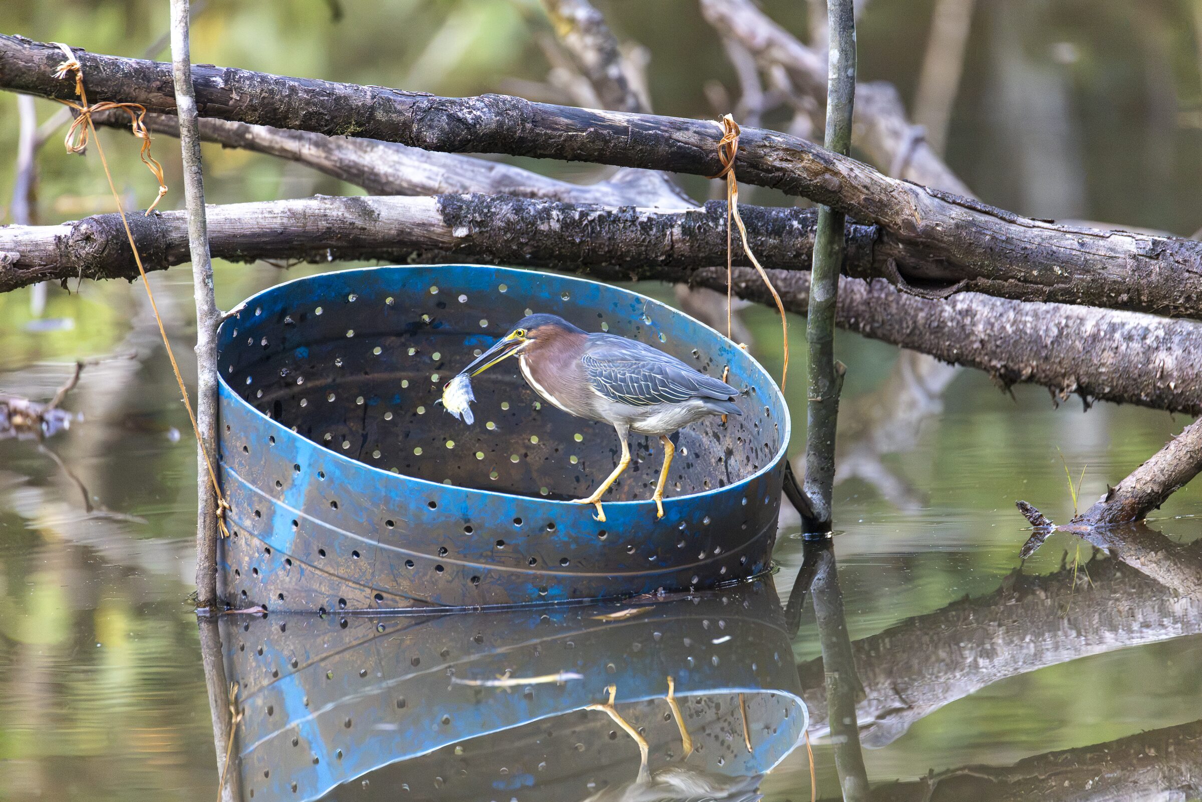 Aves en el agua