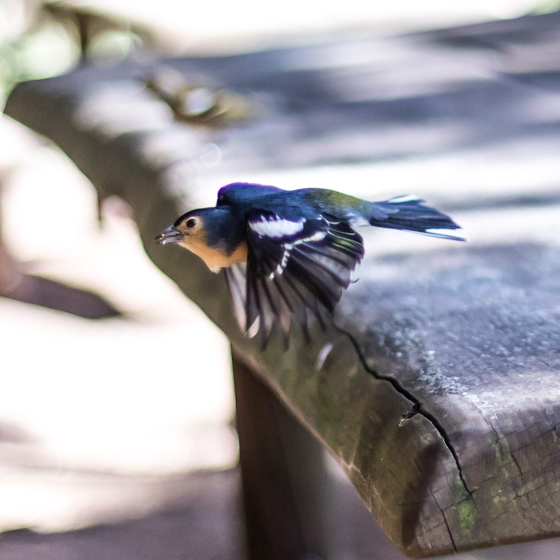 Pájaro en vuelo capturando alimento