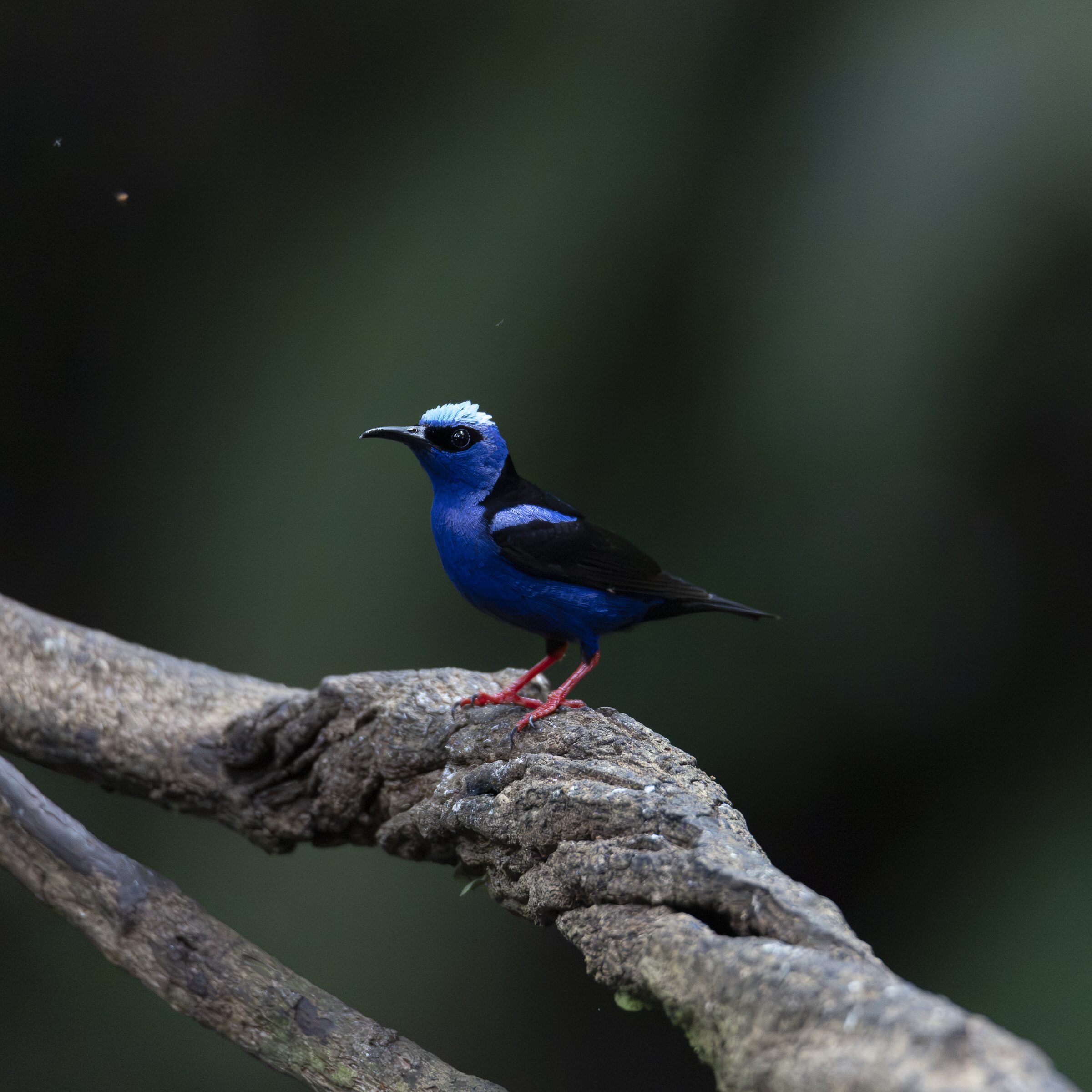 Ave azul posada en rama