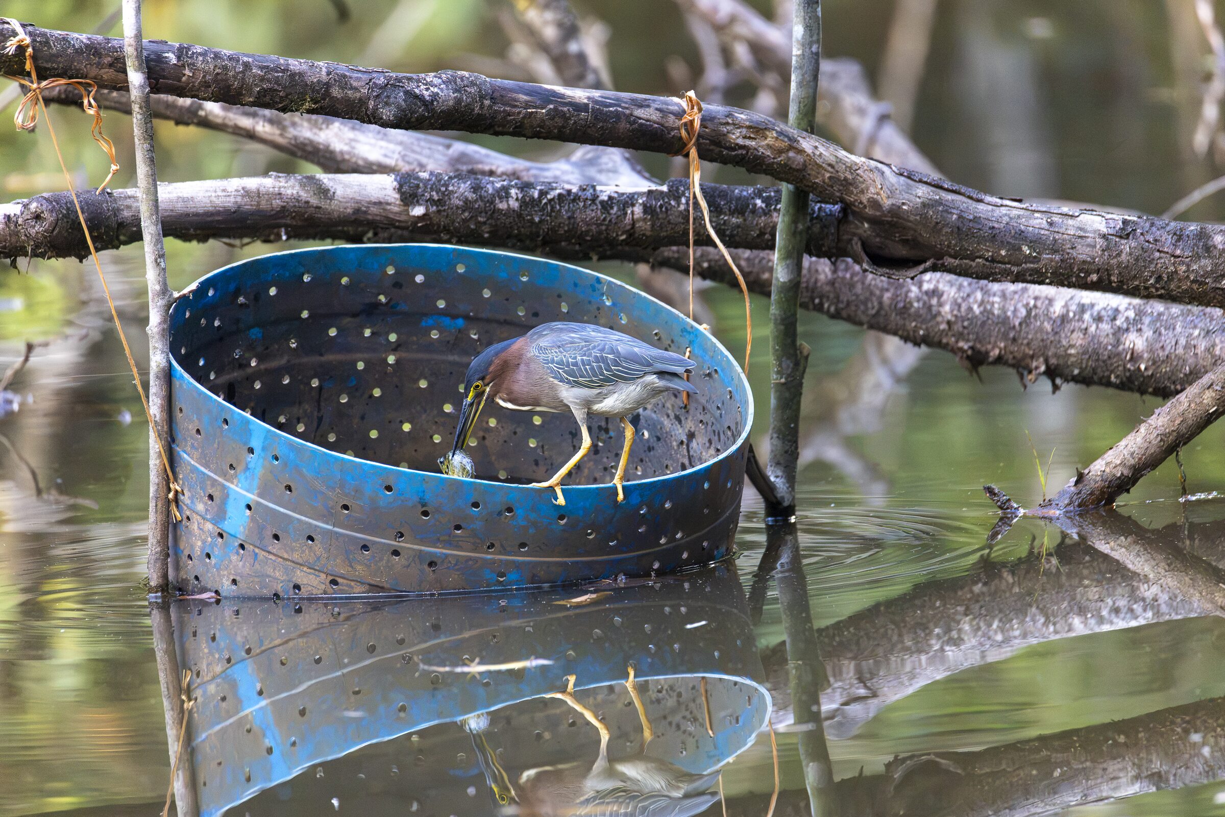 Aves en un recipiente flotante