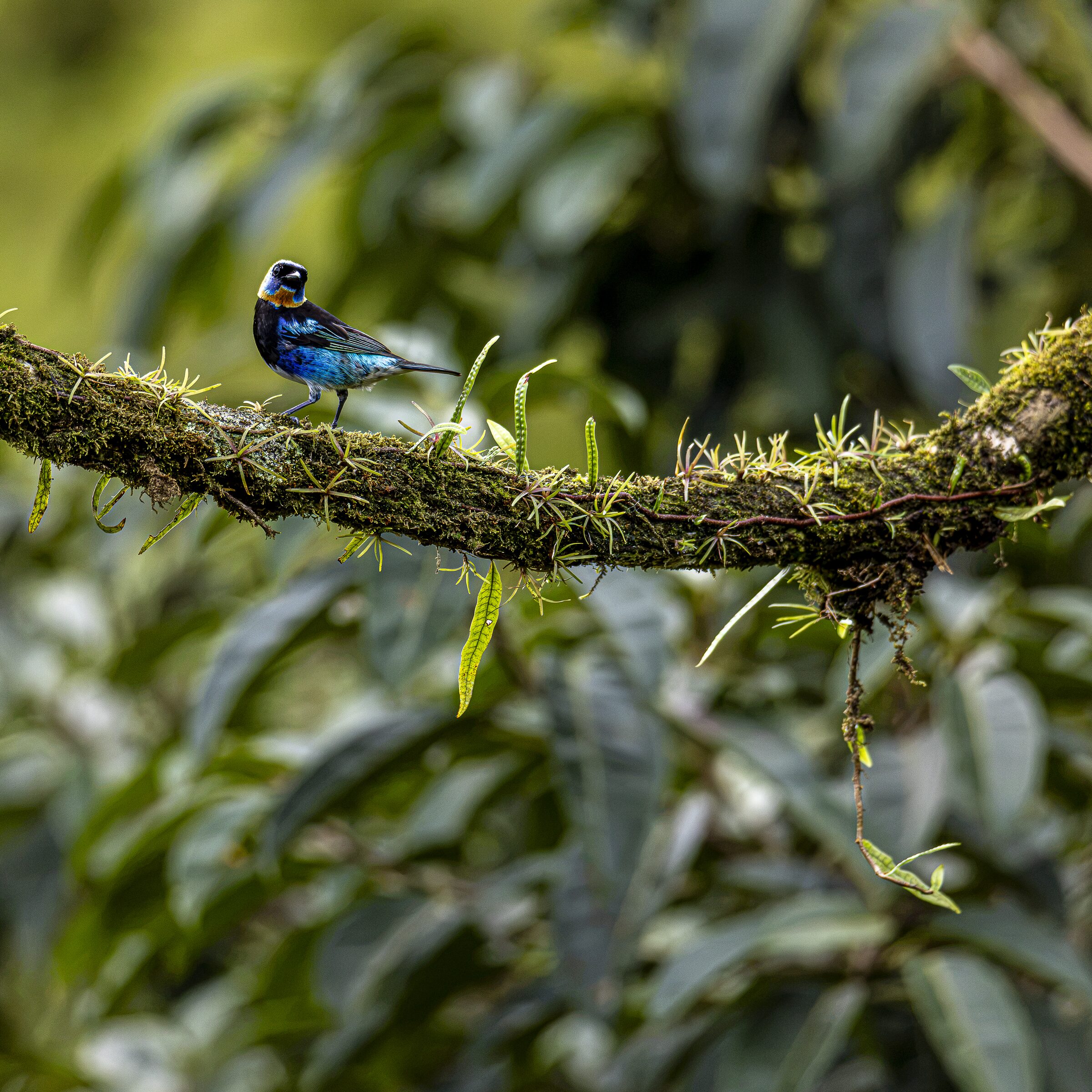 Pájaro azul en rama verde