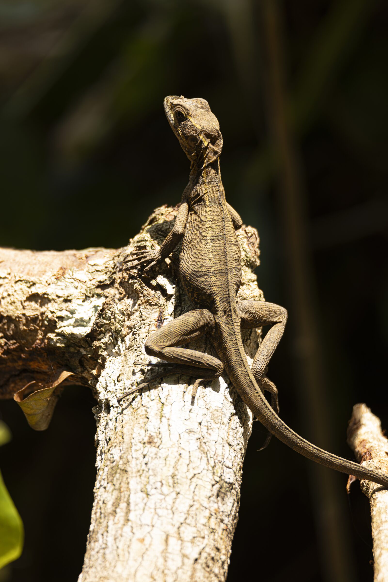 Lagarto en rama al sol