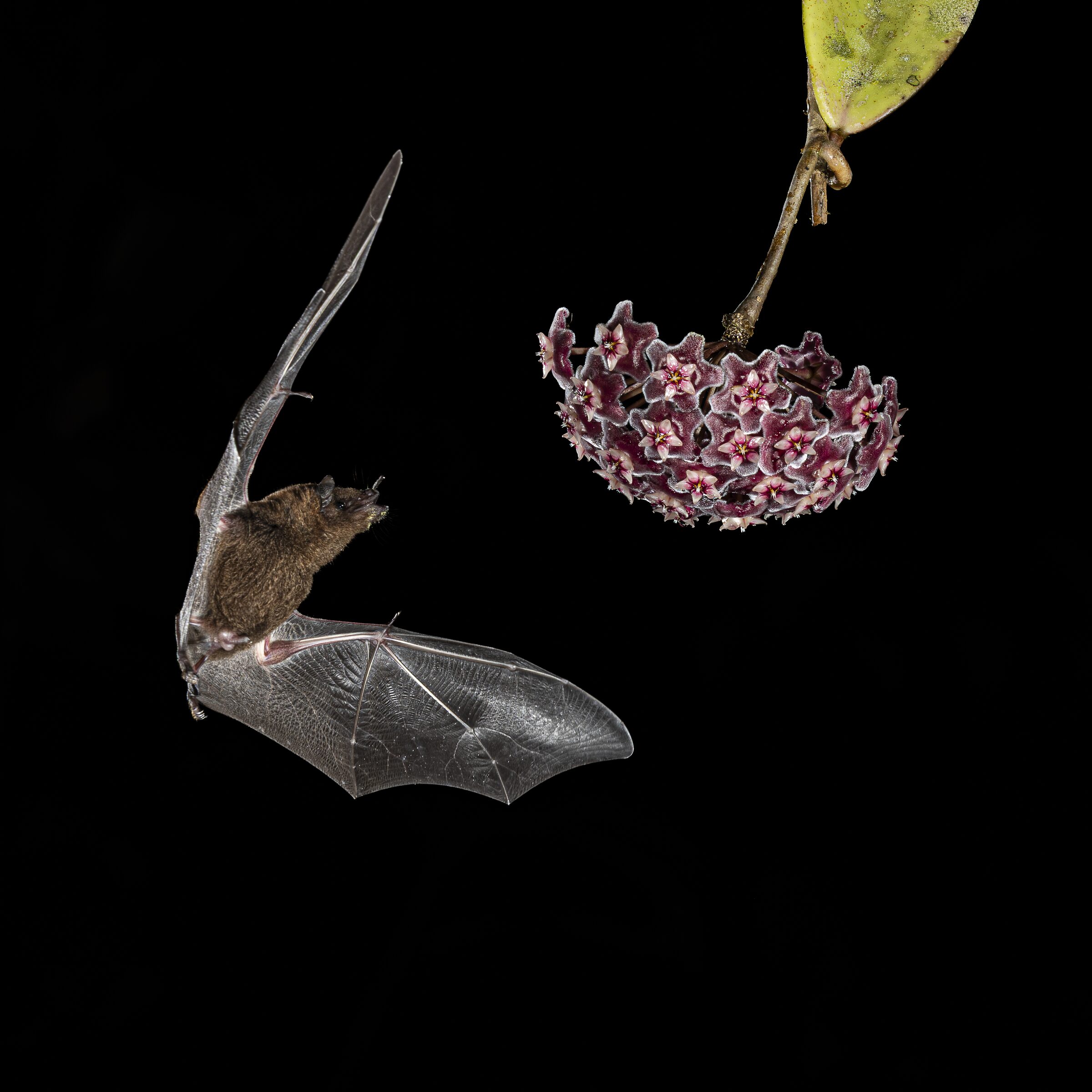 Murciélago en vuelo nocturno