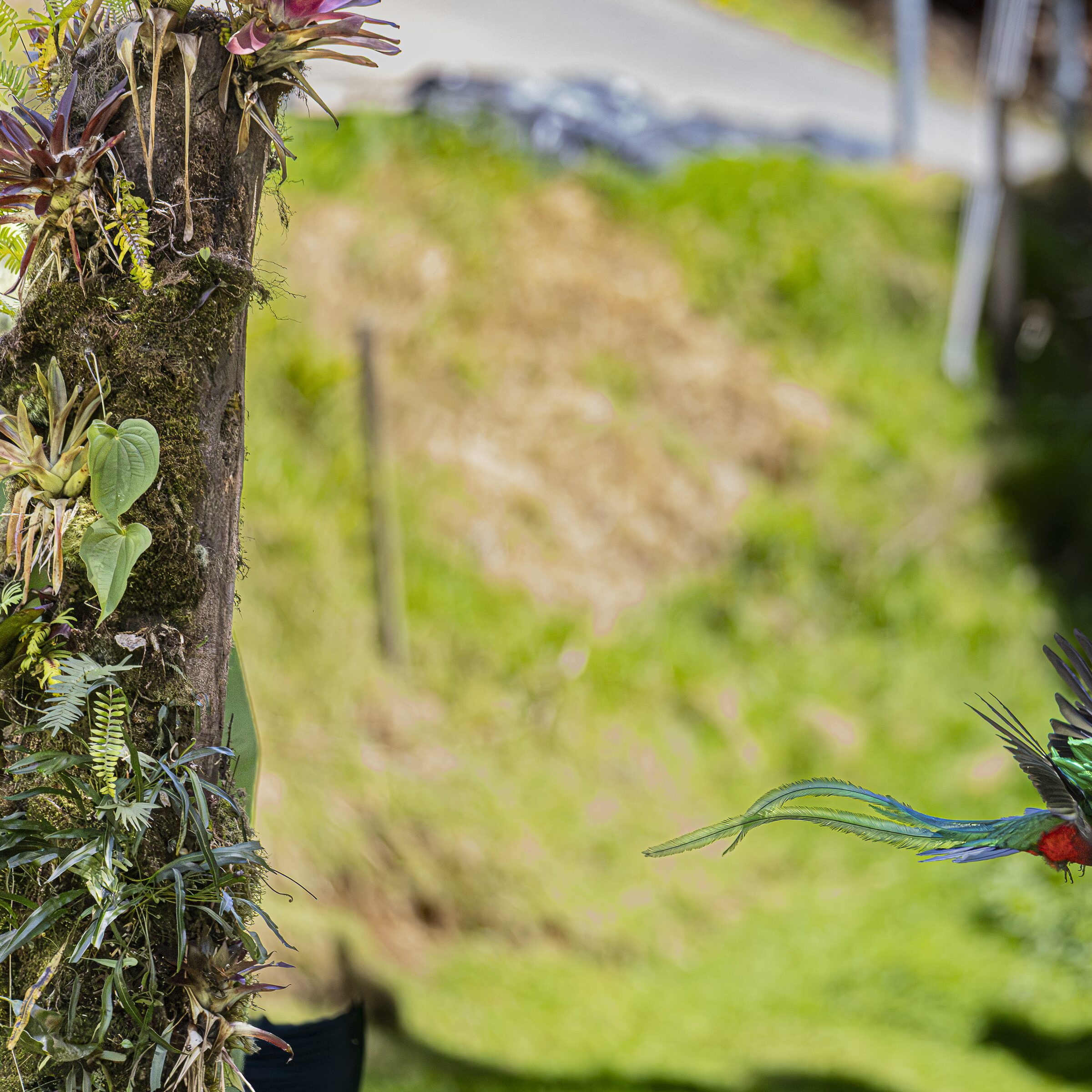 Pájaro exótico en la naturaleza
