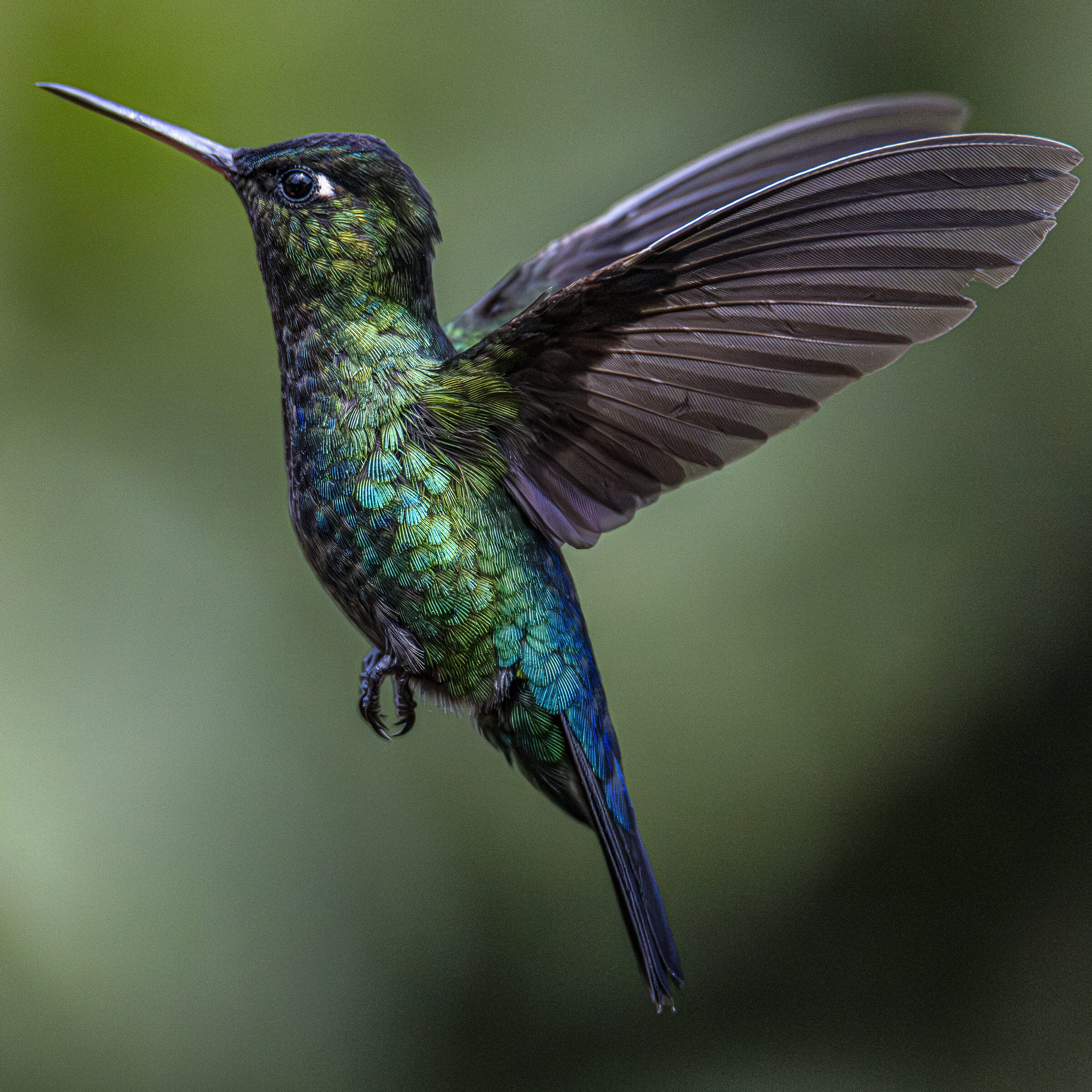 Colibrí en vuelo