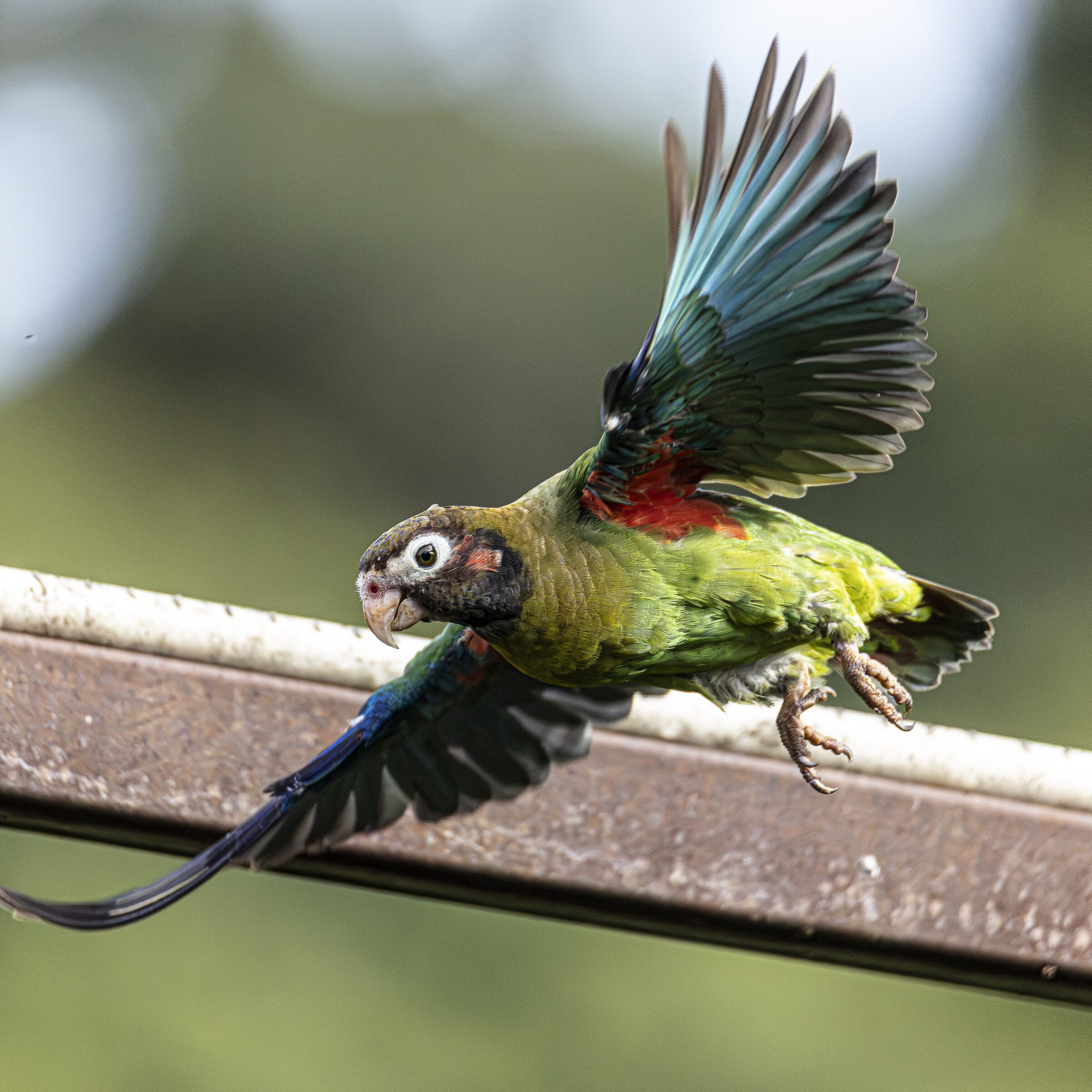Loro en vuelo