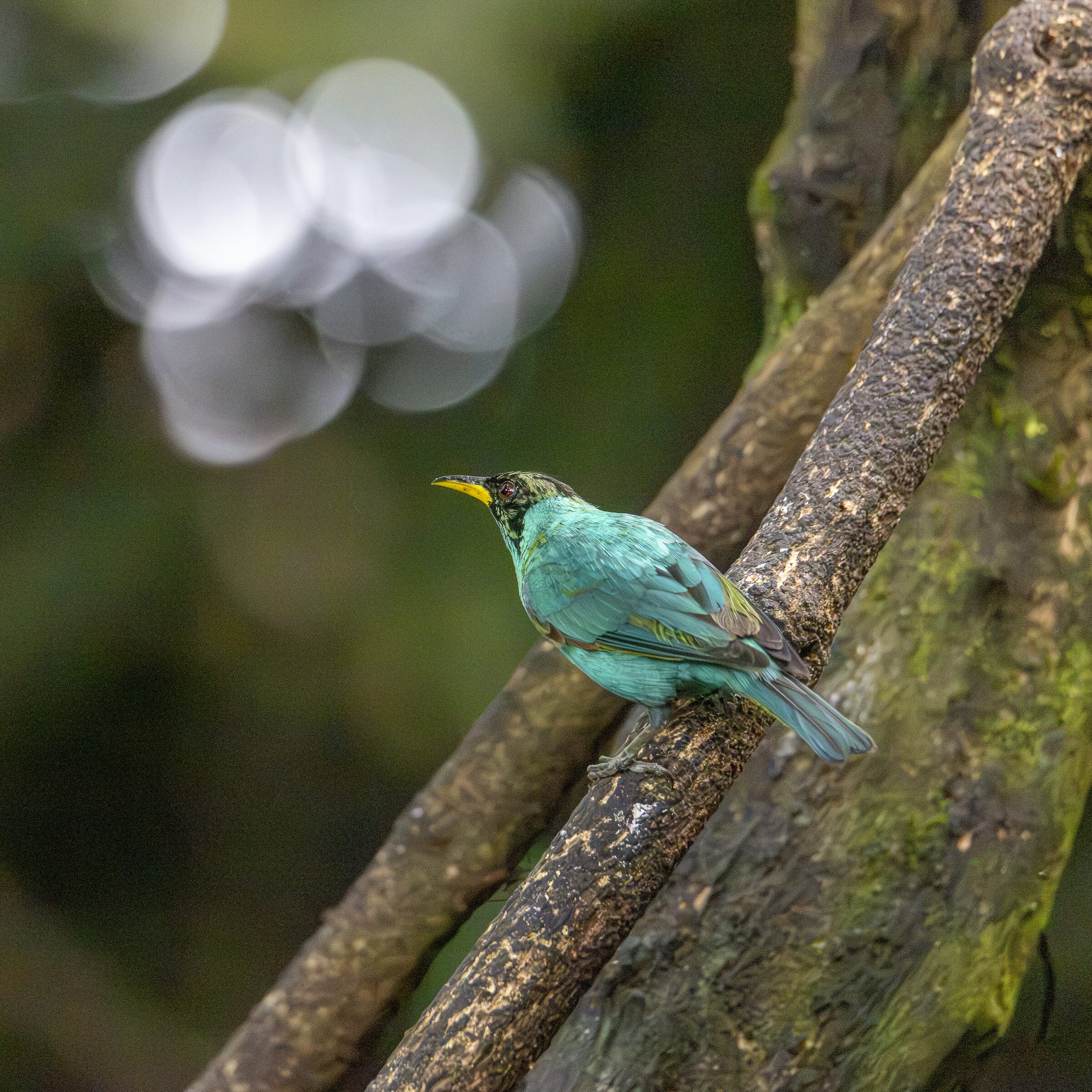 Pájaro exótico posado en rama