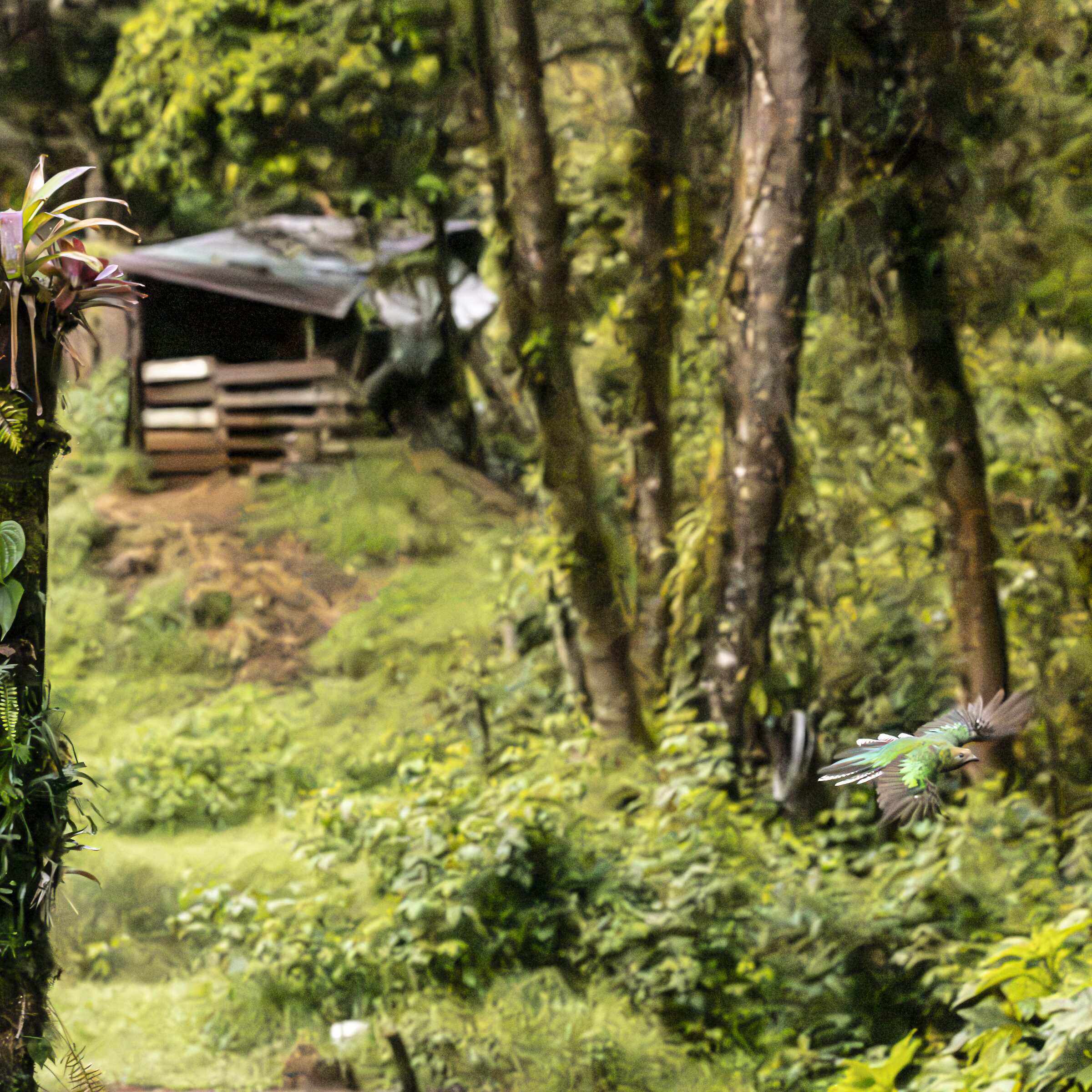 Aves en la selva tropical